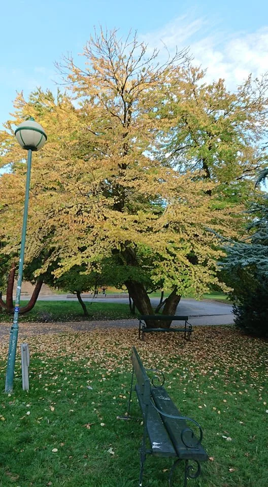 Fall in Bergen