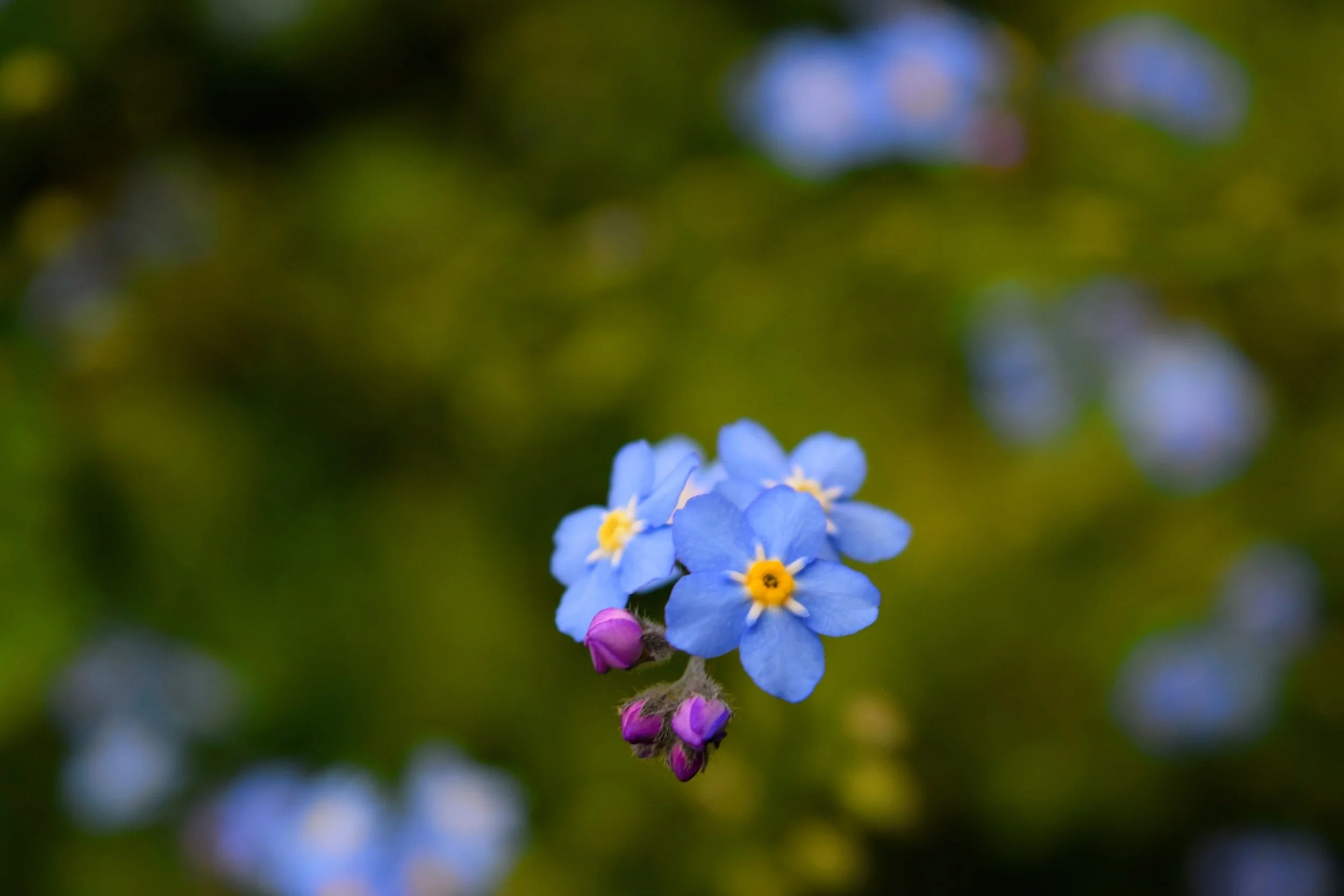 Beauty. Freedom. Abundance