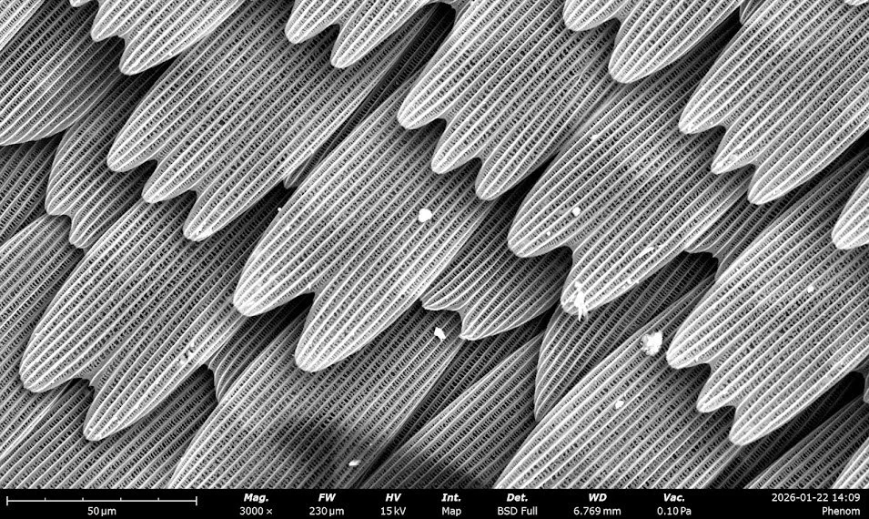 Scanning Electron Microscopy