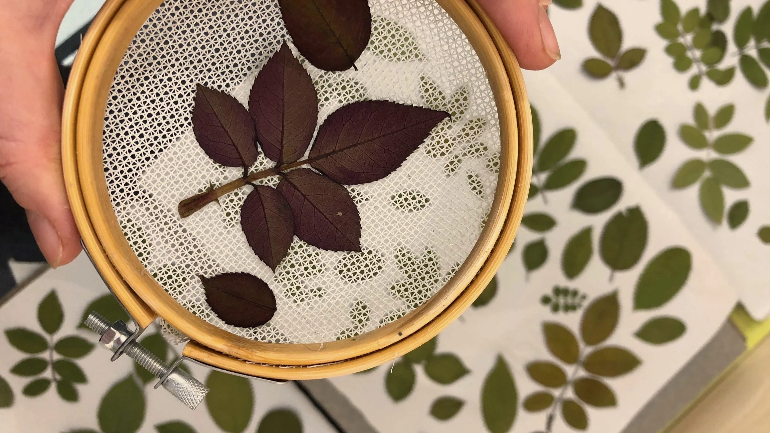 From plant to paper