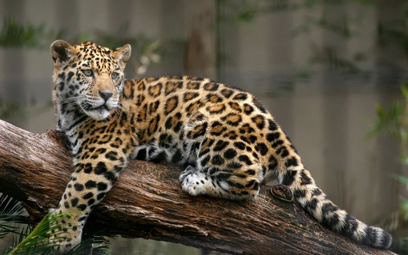 jaguar.jpg
