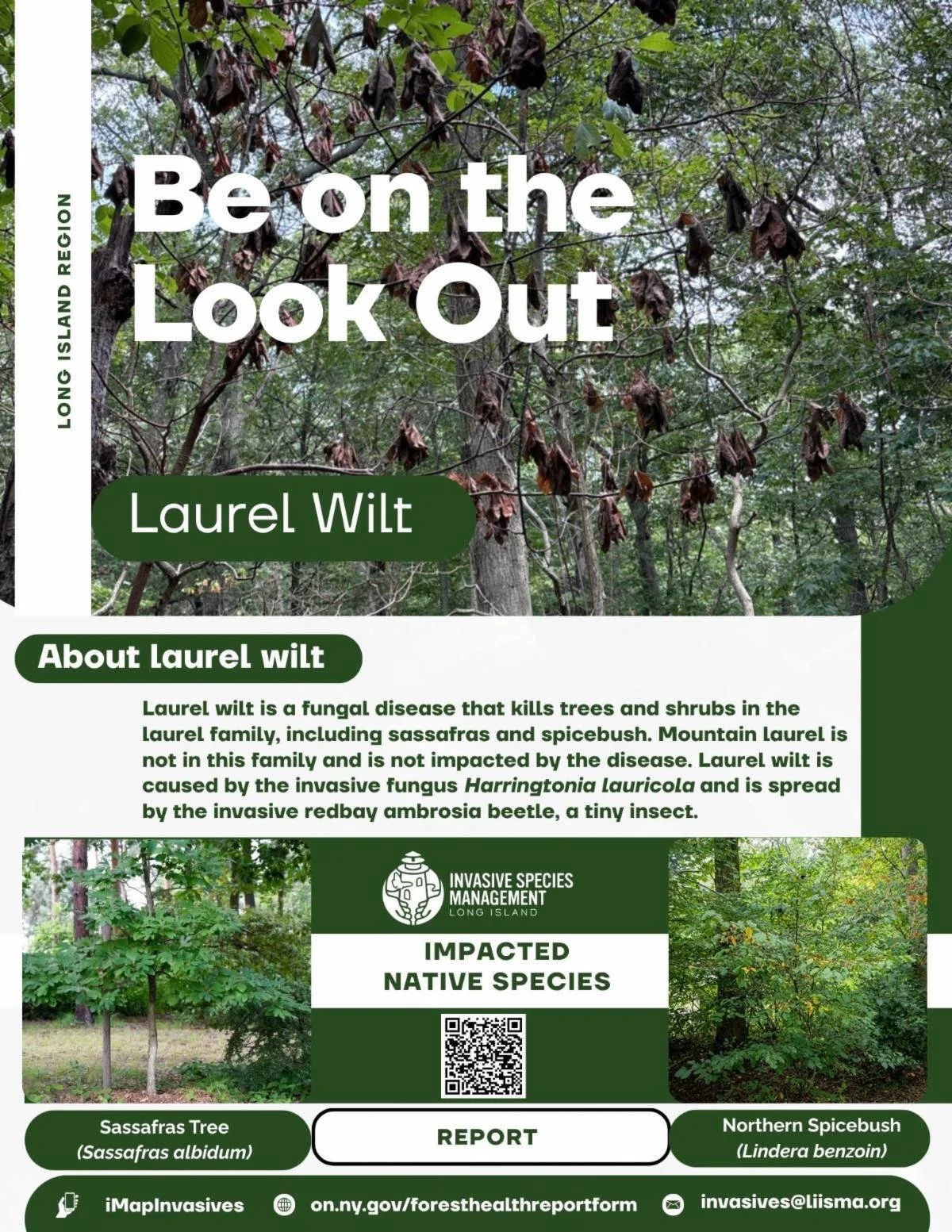 Laurel Wit unnamed_1787325500.jpg