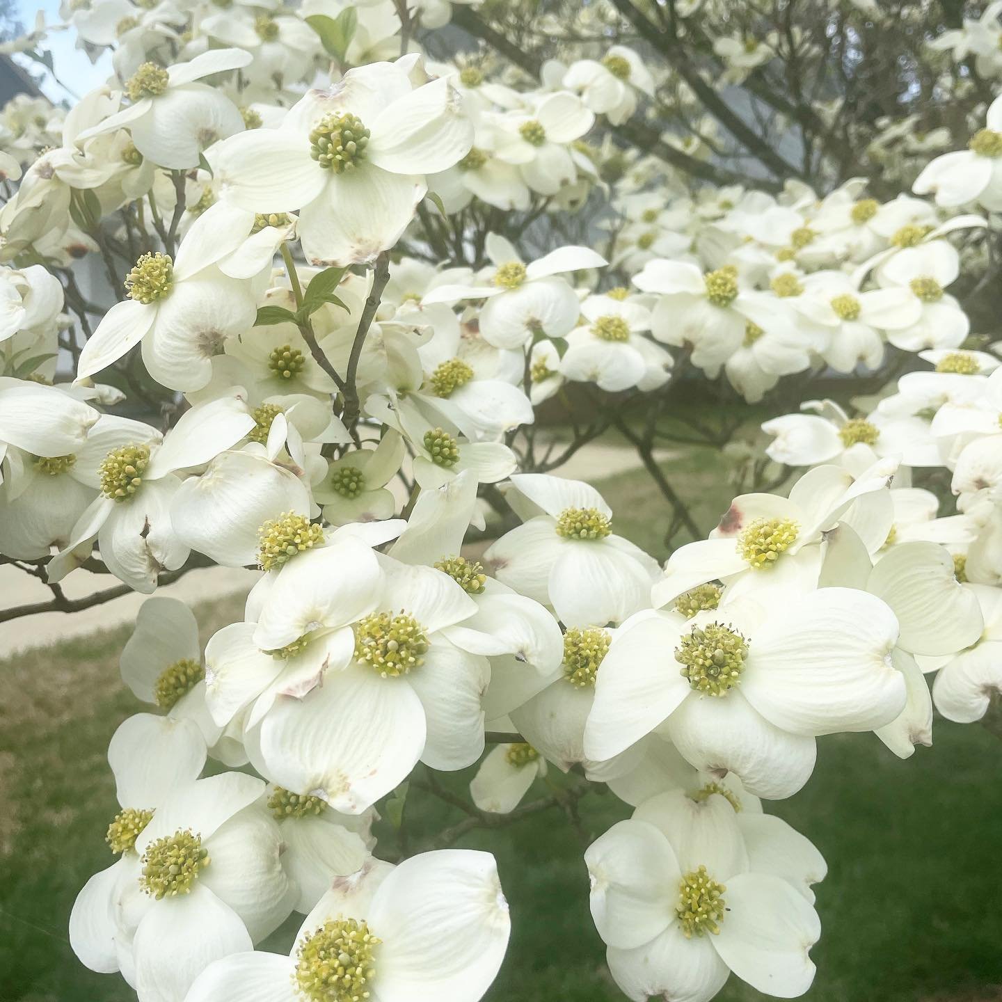 Beauty is all around us if we allow ourselves to see it 💫🌱

#beautiful #openheart #openeye #love