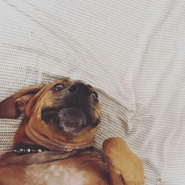 Saturday morning Gus 🐶