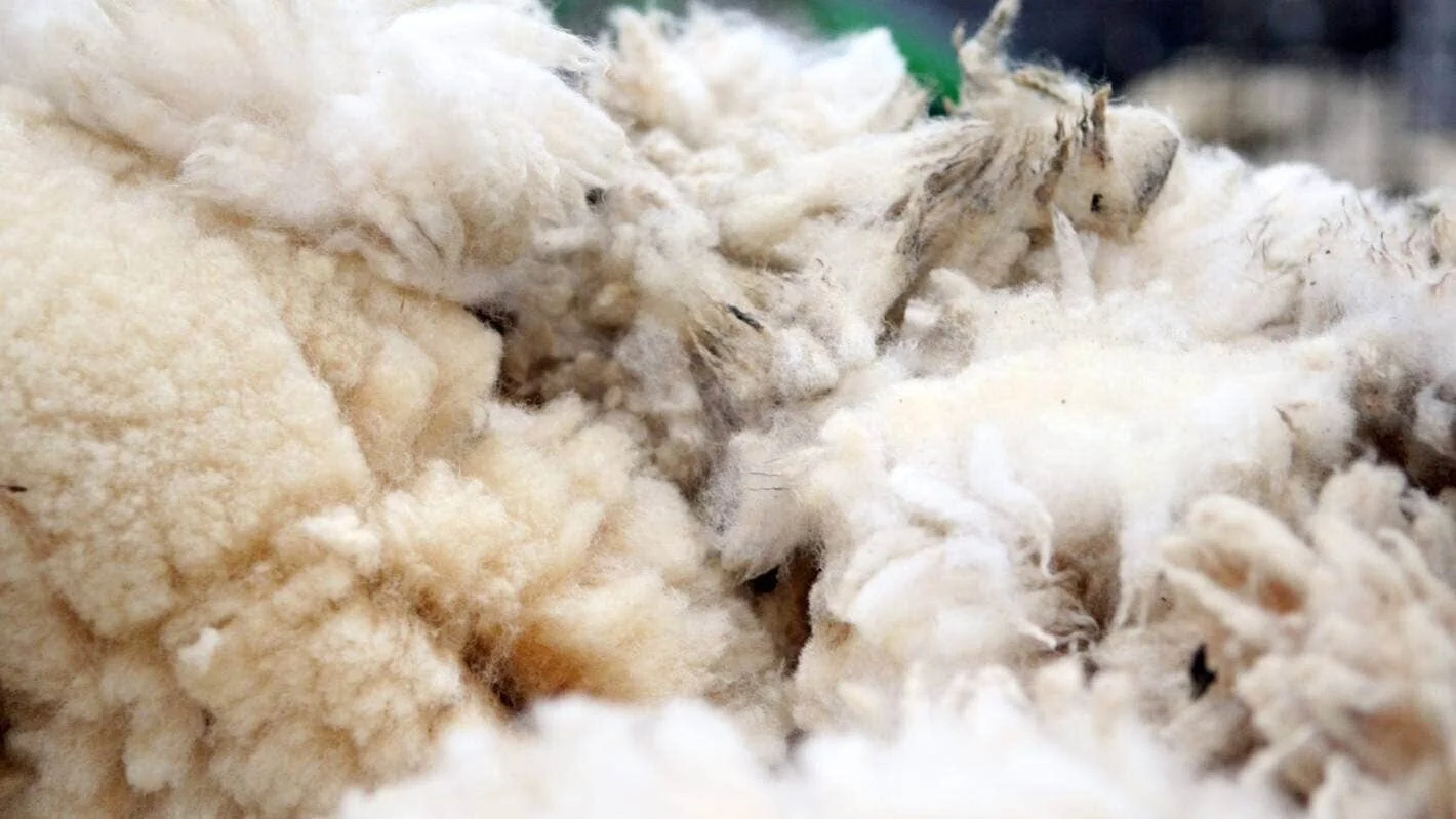 Wool is our future.