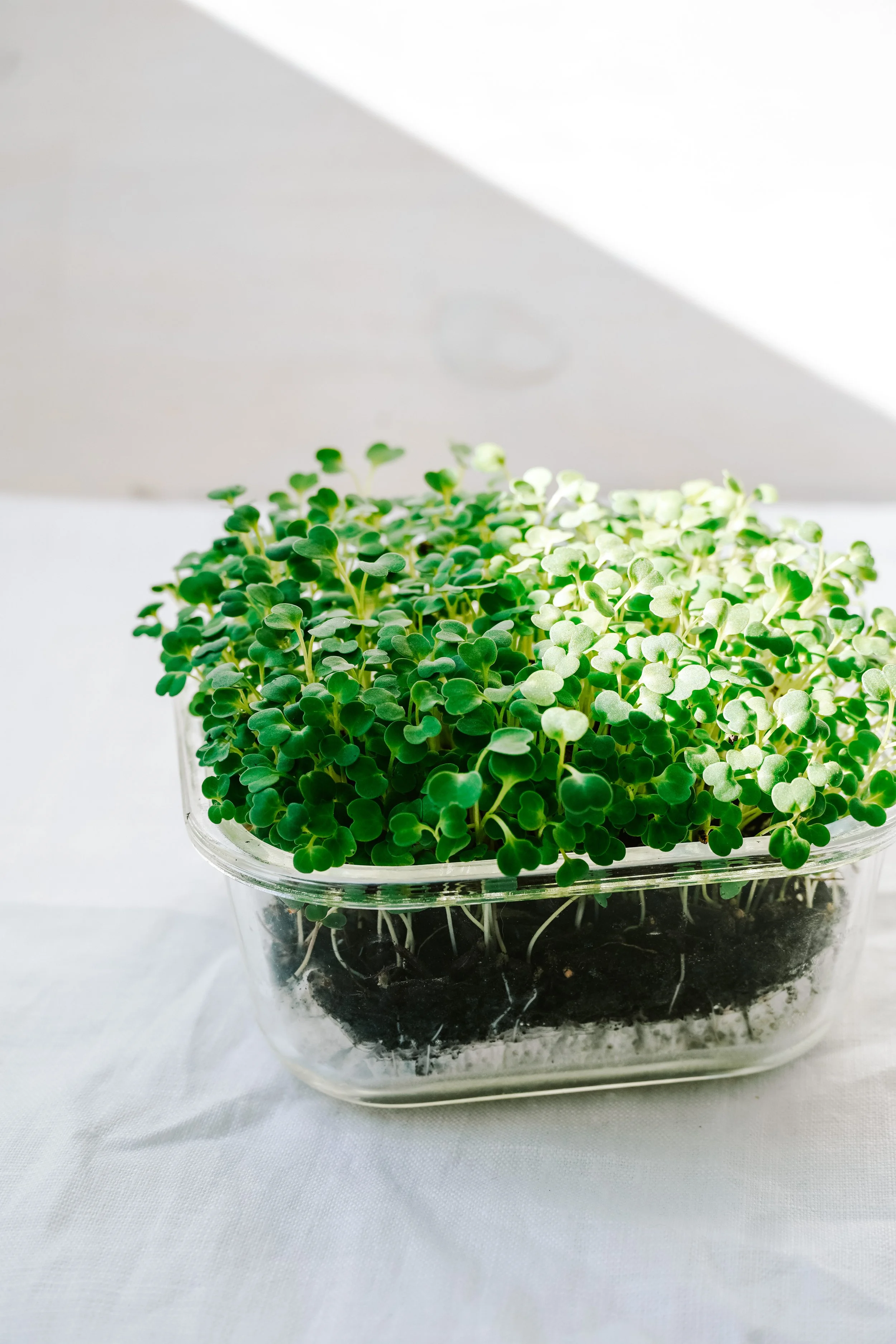 How to grow your own Micro Greens