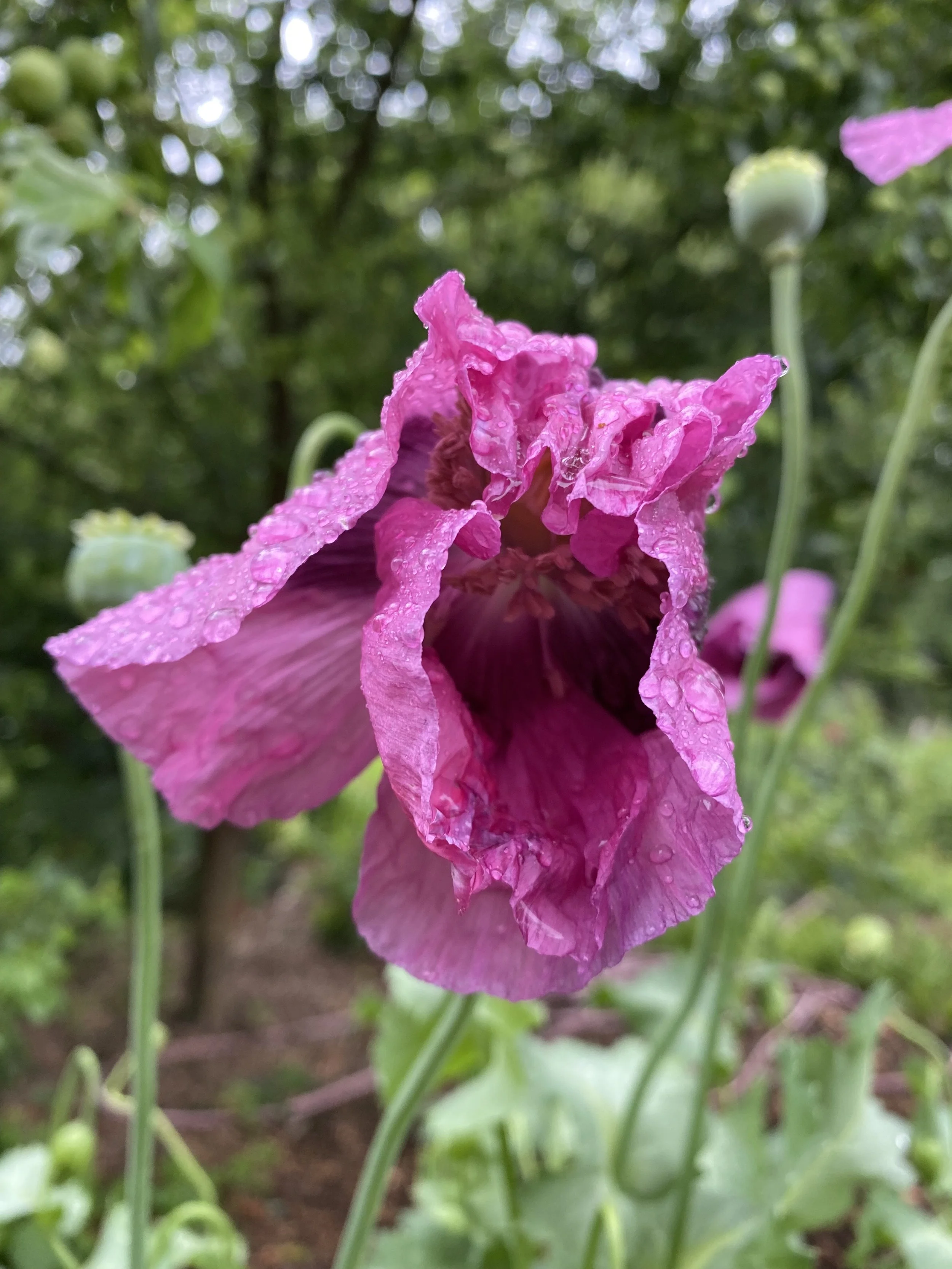 Purple Bread Seed Poppy - Seed from my collection
