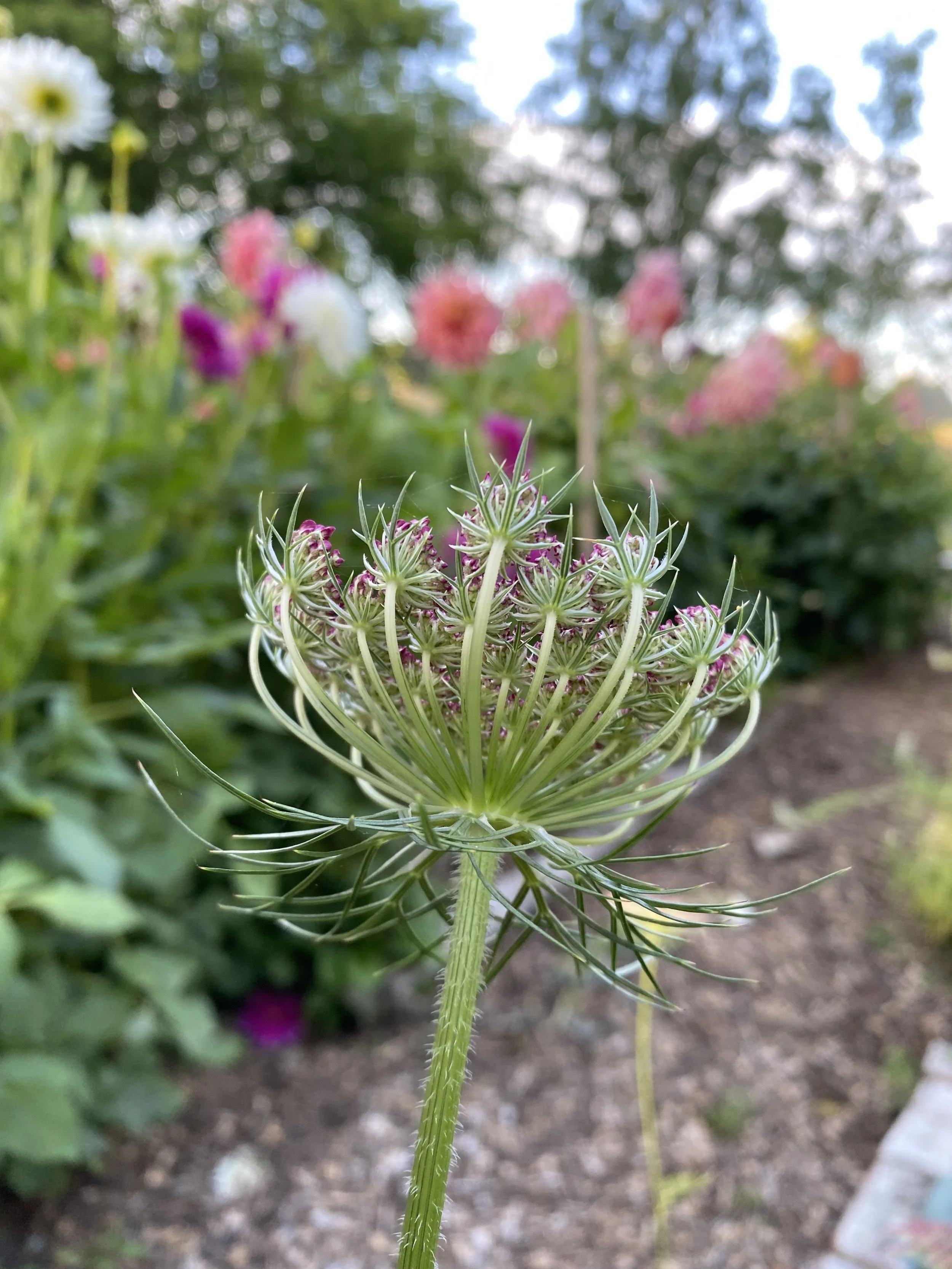 Chocolate Dara Ornamental Carrot