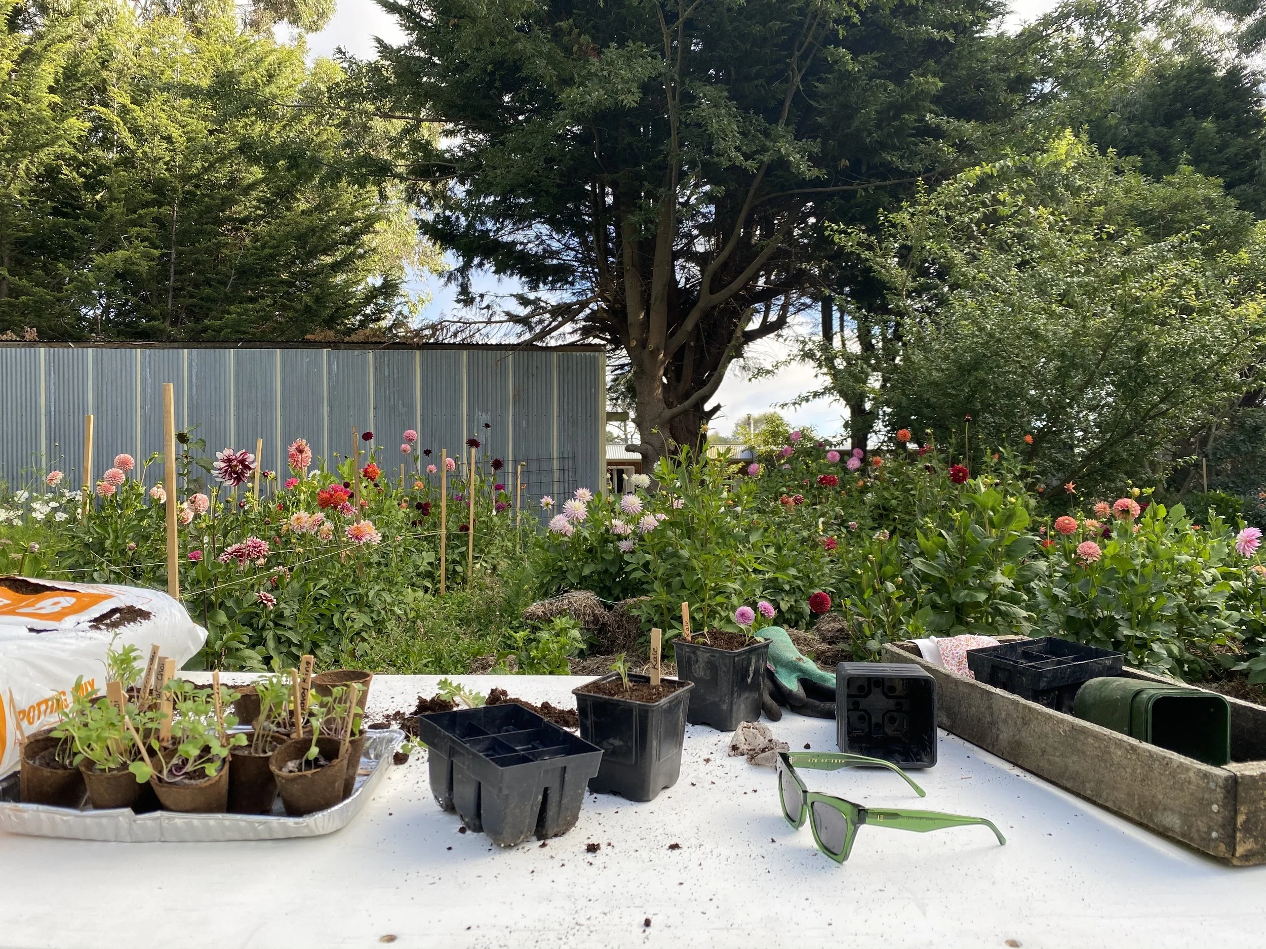 How I transplant my seedlings.