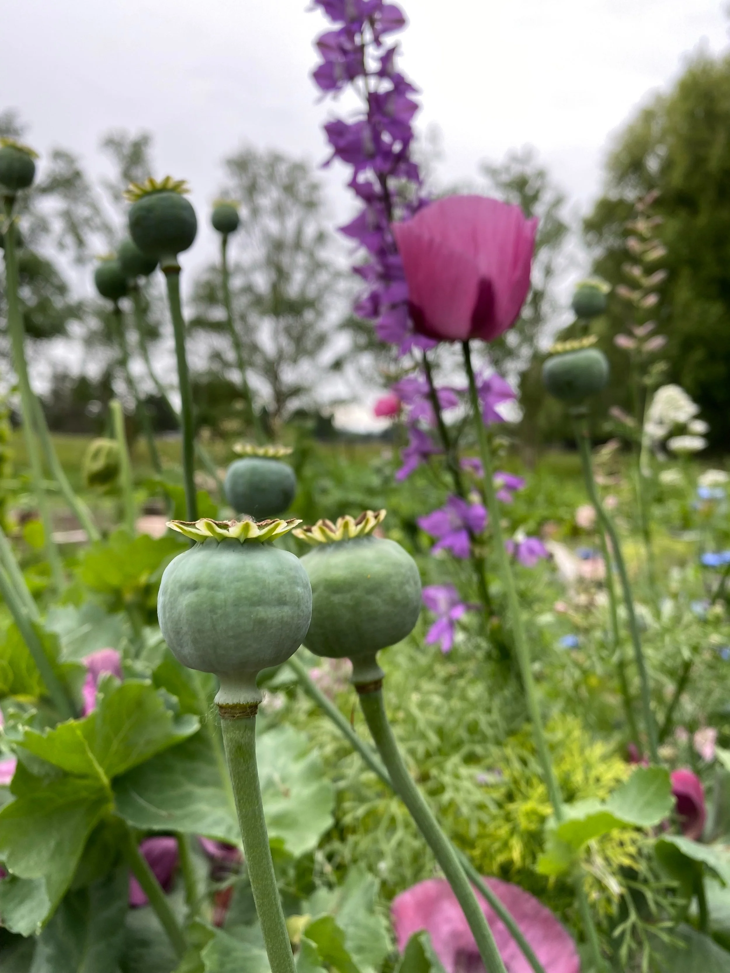 Flora's Gardening Glossary