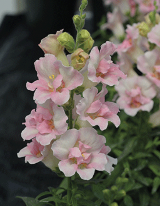 Antirrhinum Twinny Appleblossom (Spandragon)