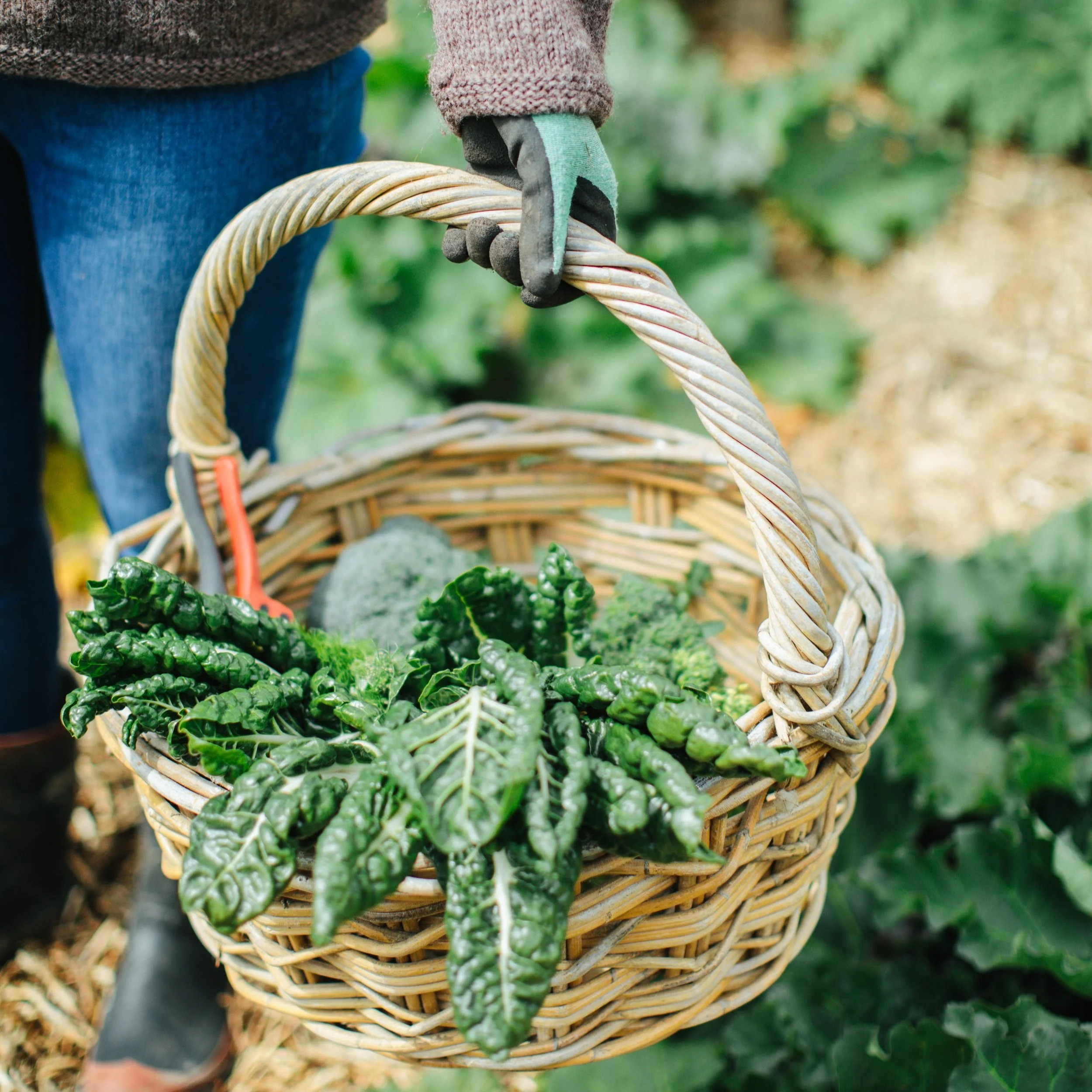 Gardening in June/July