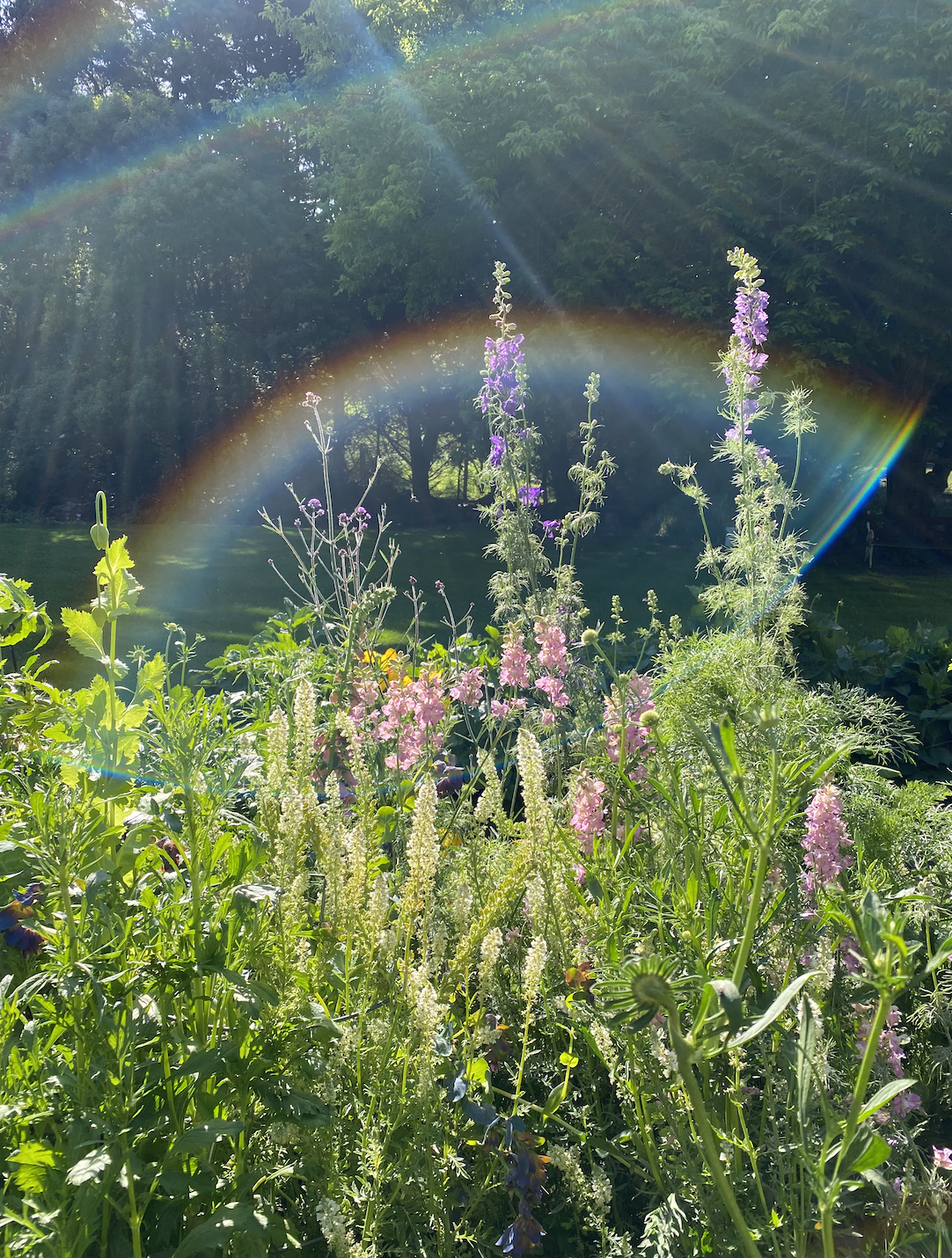 Larkspur - Cannes Mix