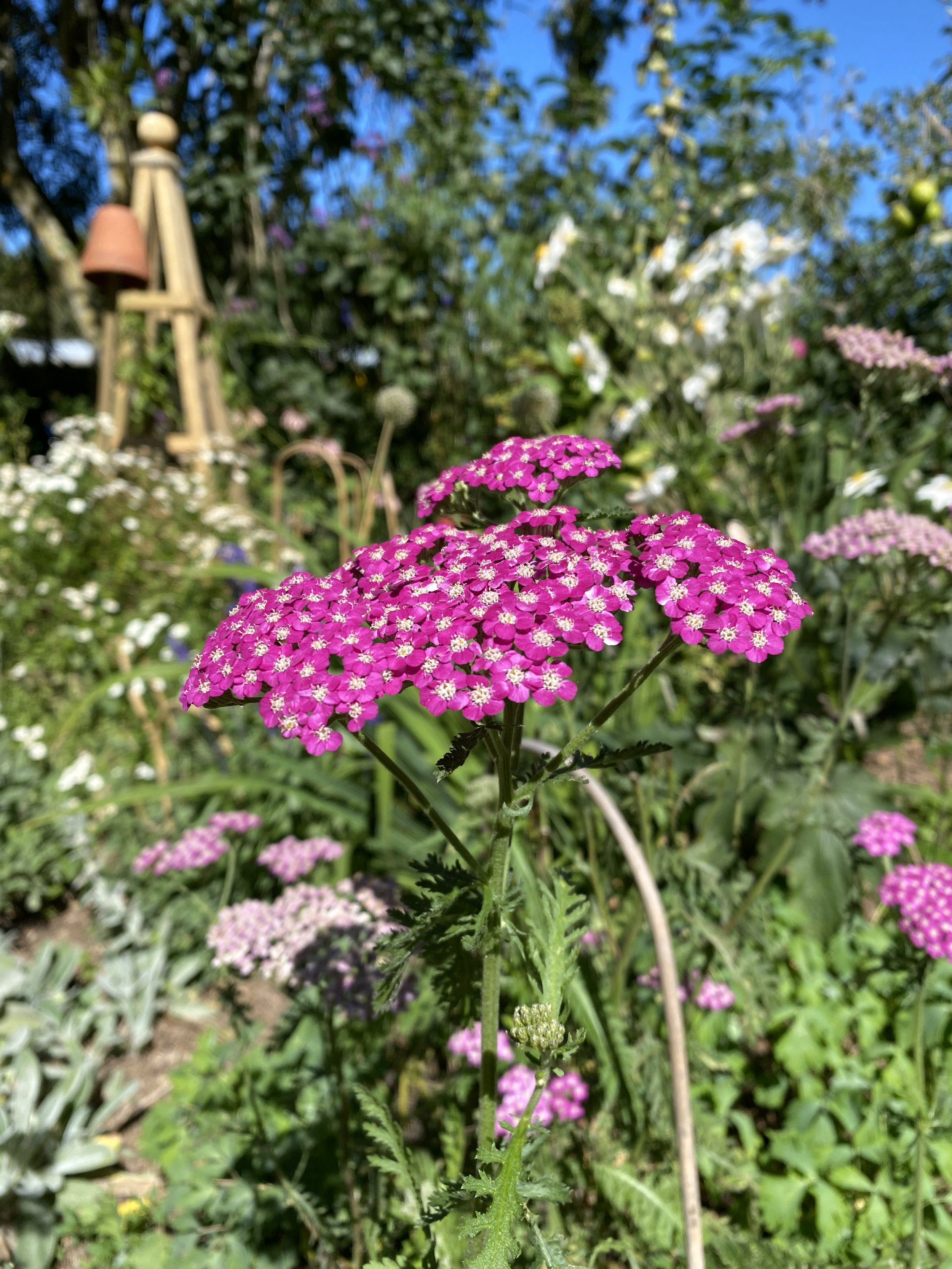 Achillea Summer Pastels Seeds