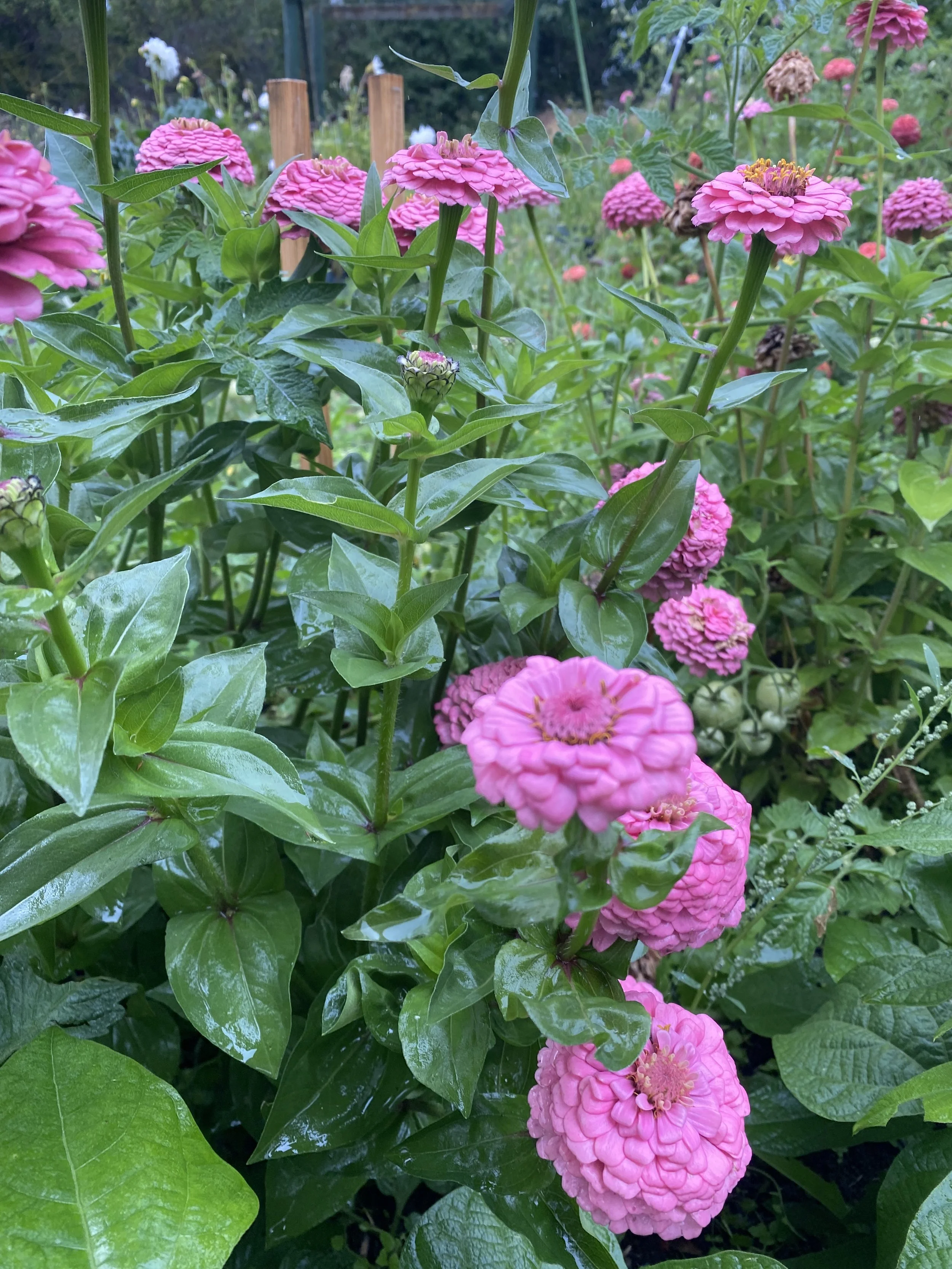 Zinnia Oklahoma Pink Seed Pack