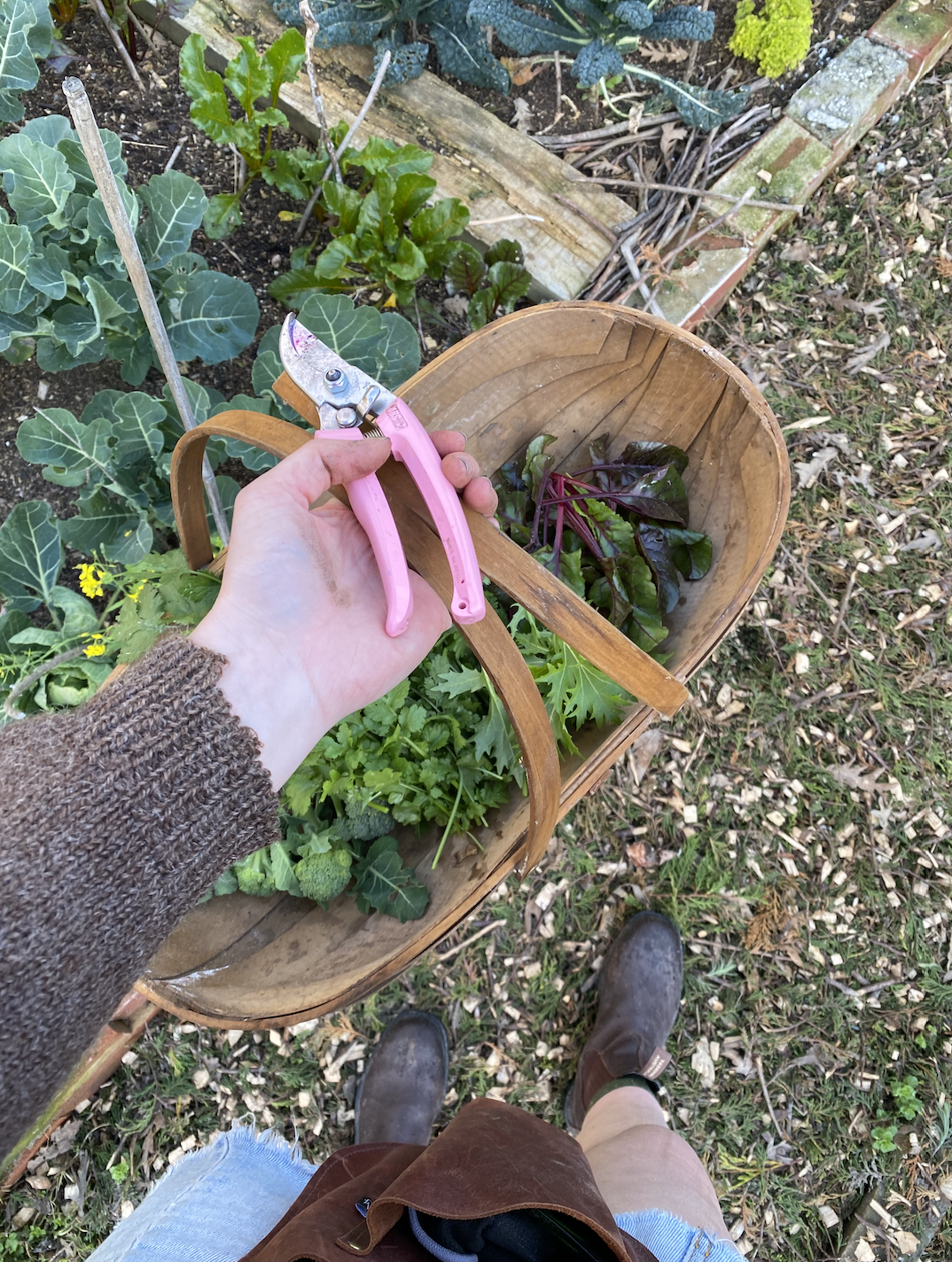 Gardening in August/September