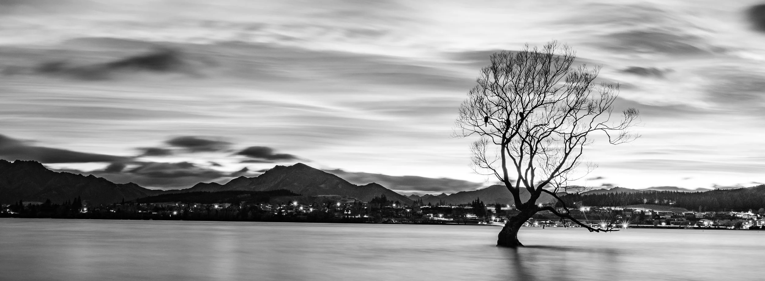 Wanaka Tree.jpg