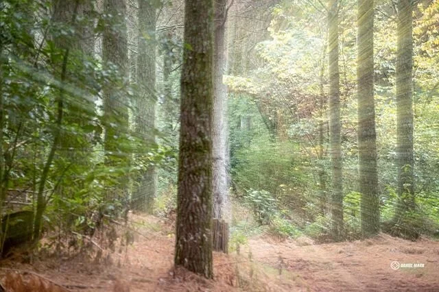 Rays! Fun with zoom lens. 
#photography #fujifilm #fujifilmnz #xt10 #xt30 #nz #theunsungshooters #newzealandfinds #taranaki #love #instagood #photooftheday #beautiful #happy #picoftheday #instadaily #amazing #instagram #bestoftheday #zoomlens #trees #forest