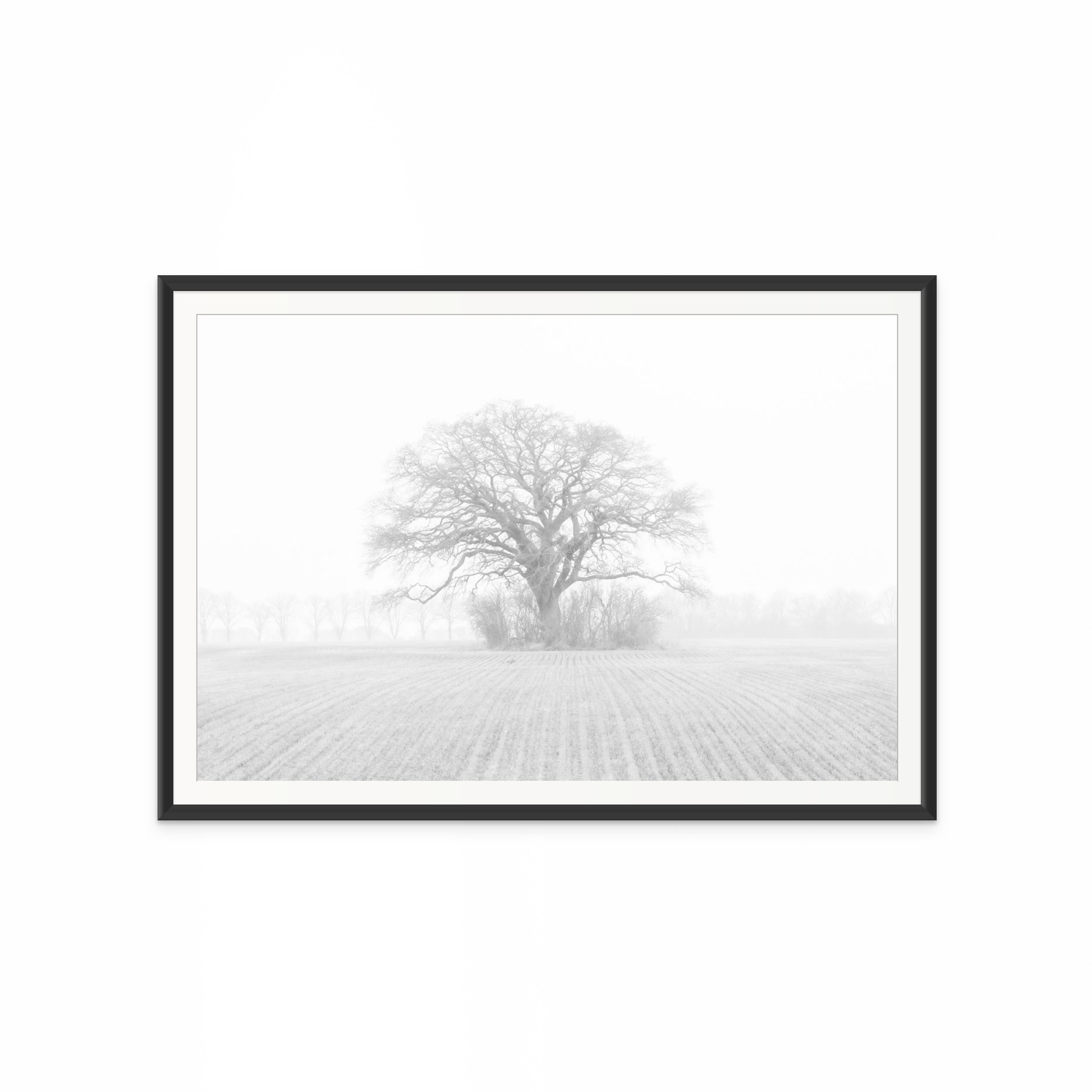 Lonly Tree In Fog