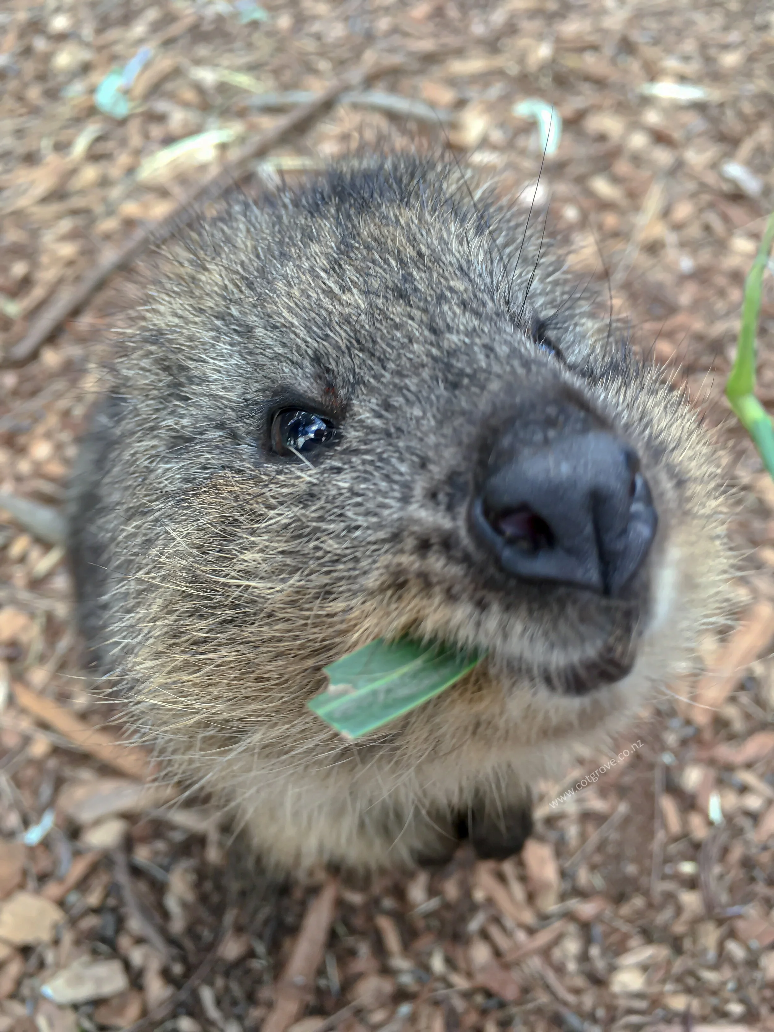 Quokka.jpg