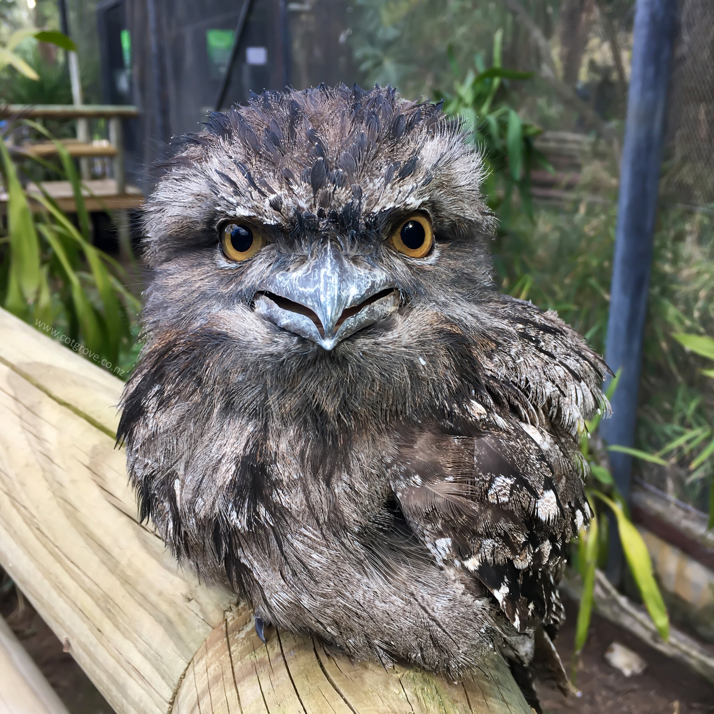 TawnyFrogmouth.jpg