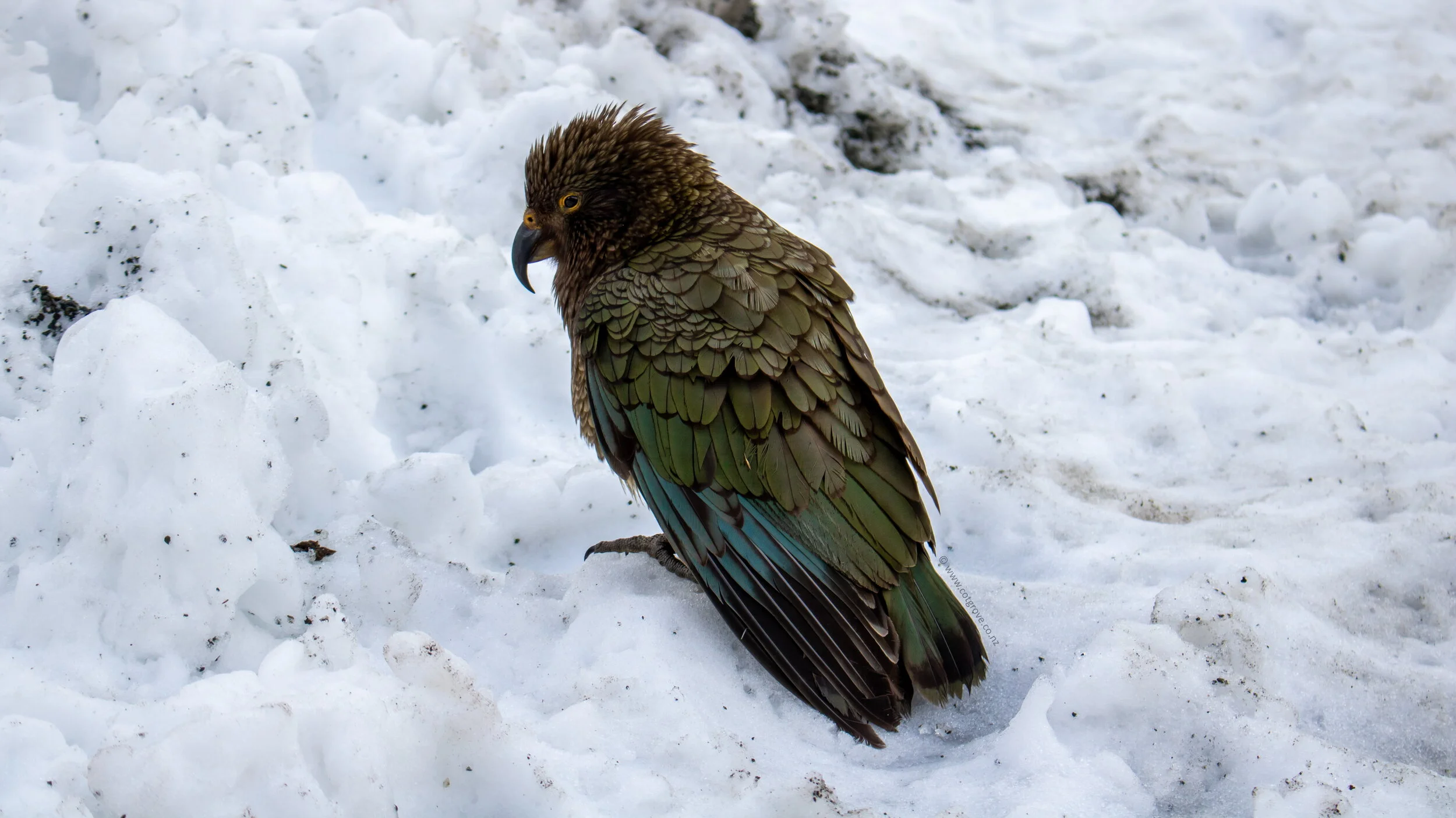 Kea2.jpg