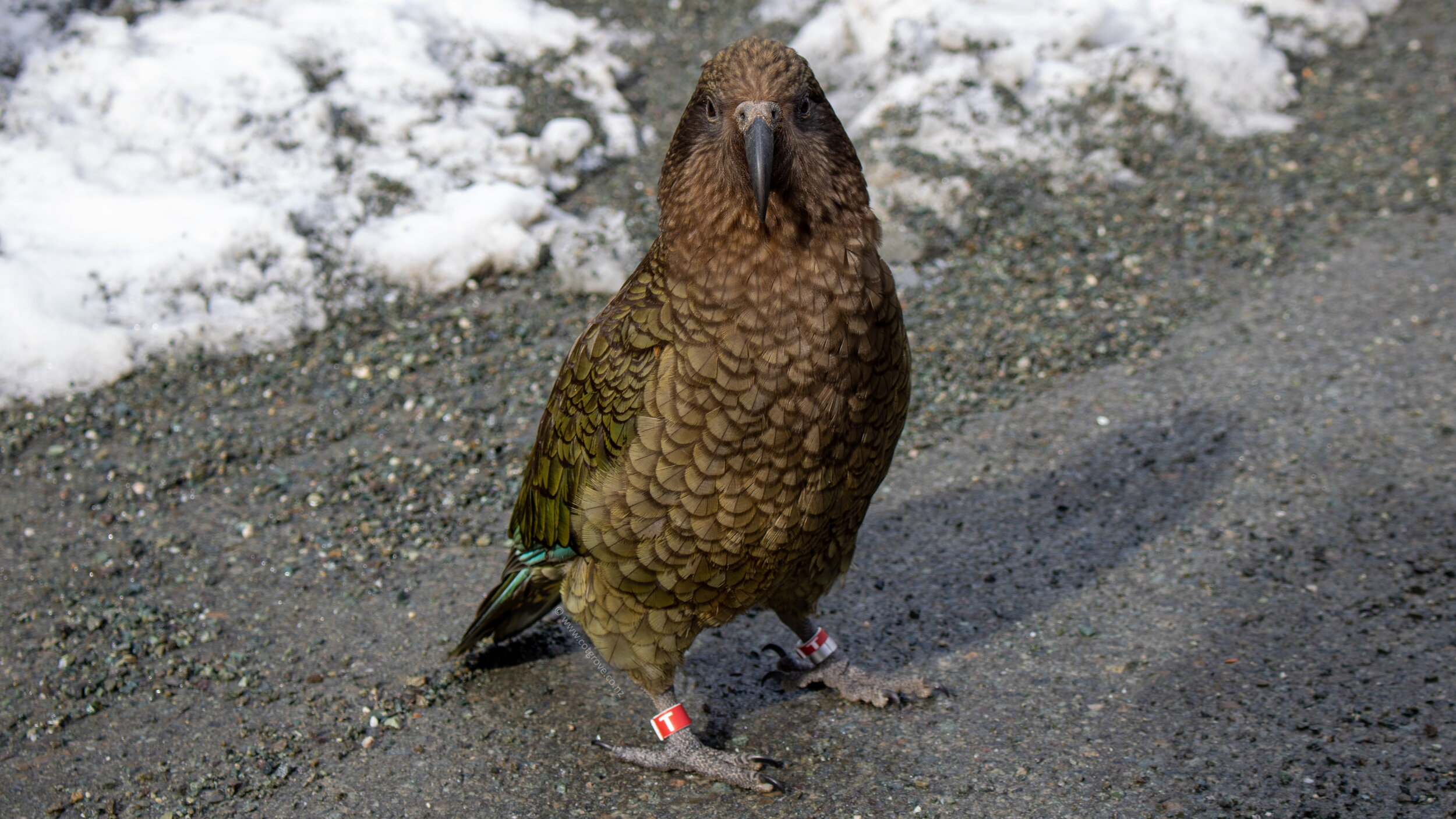 Kea3.jpg