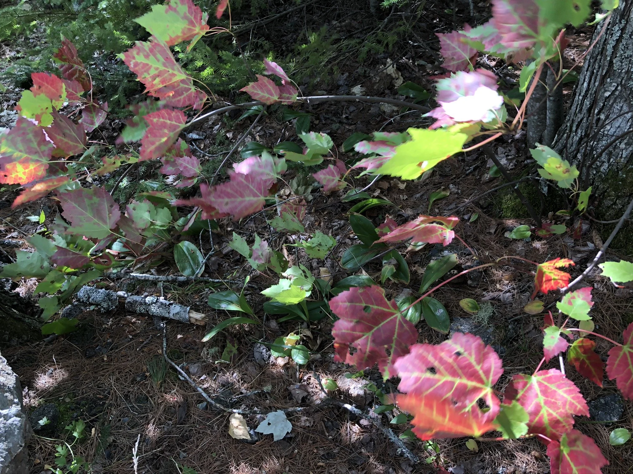 Building Wealth for the Future: A Guide for Veterans