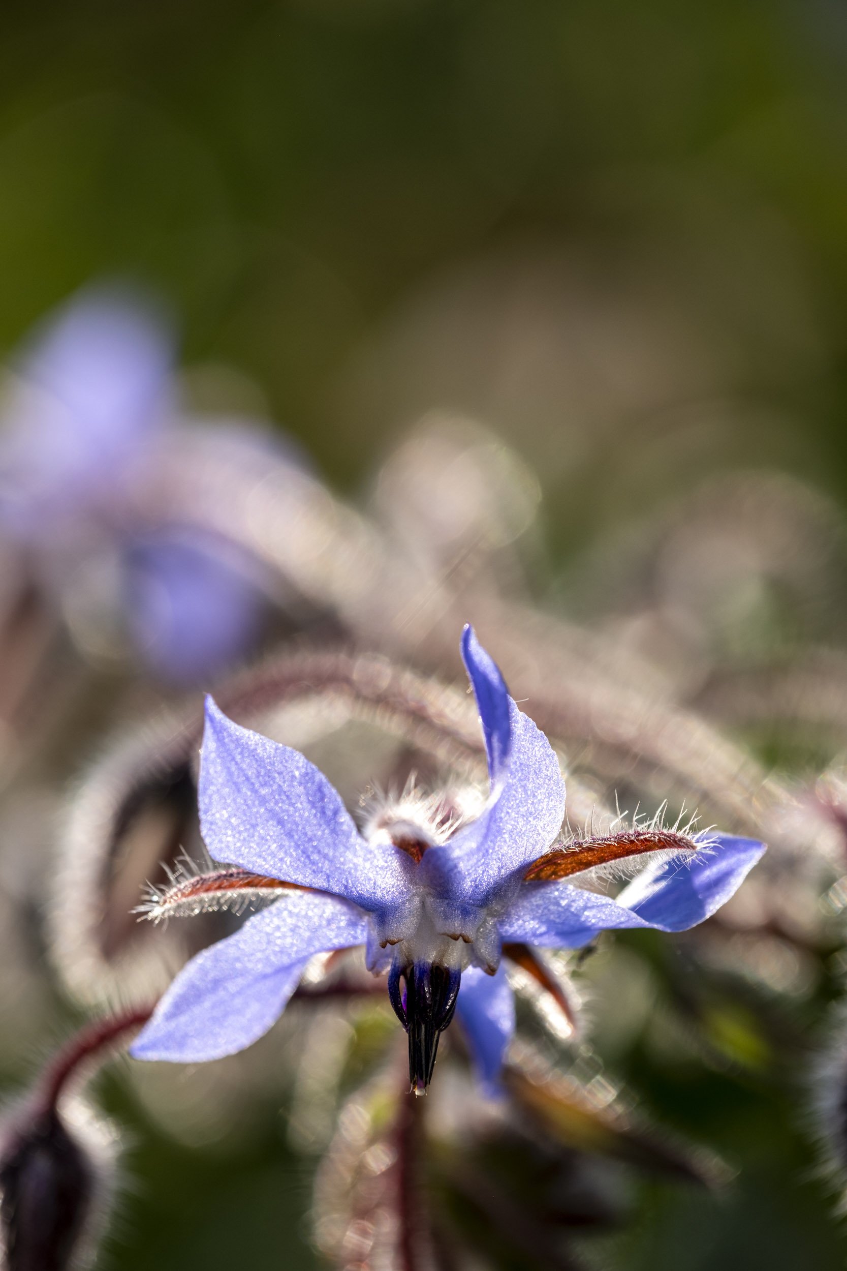 Photography of a Borage Flower