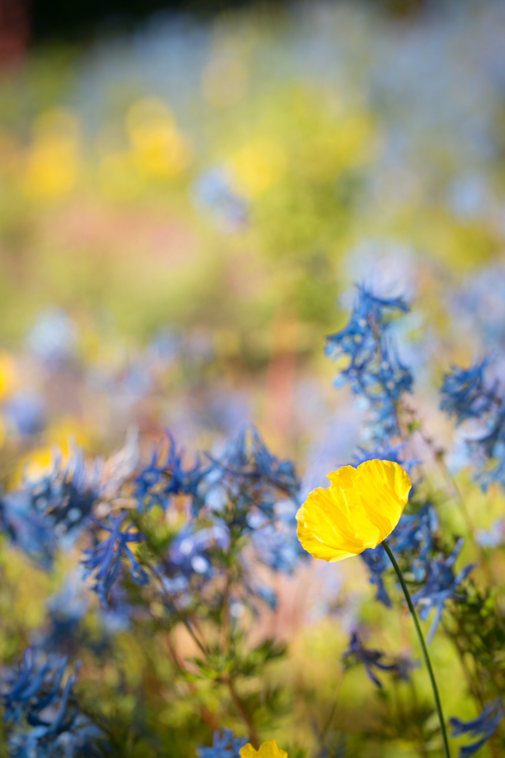  Papaver cambricum, Welsh poppy, against a blue background of Corydalis 'Tory MP", garden photography, garden product photography, london garden photography, bristol garden photographer, Devon garden photography, cornwall garden photographer, wiltshi