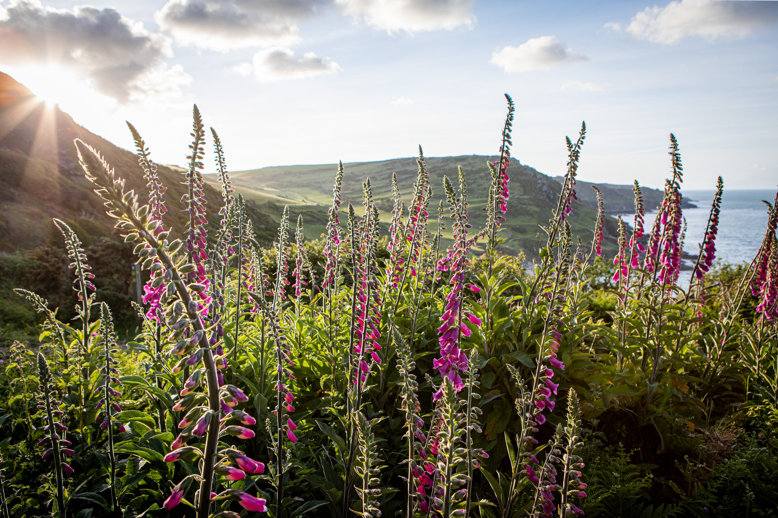 Plant Photography in Devon, Foxgloves