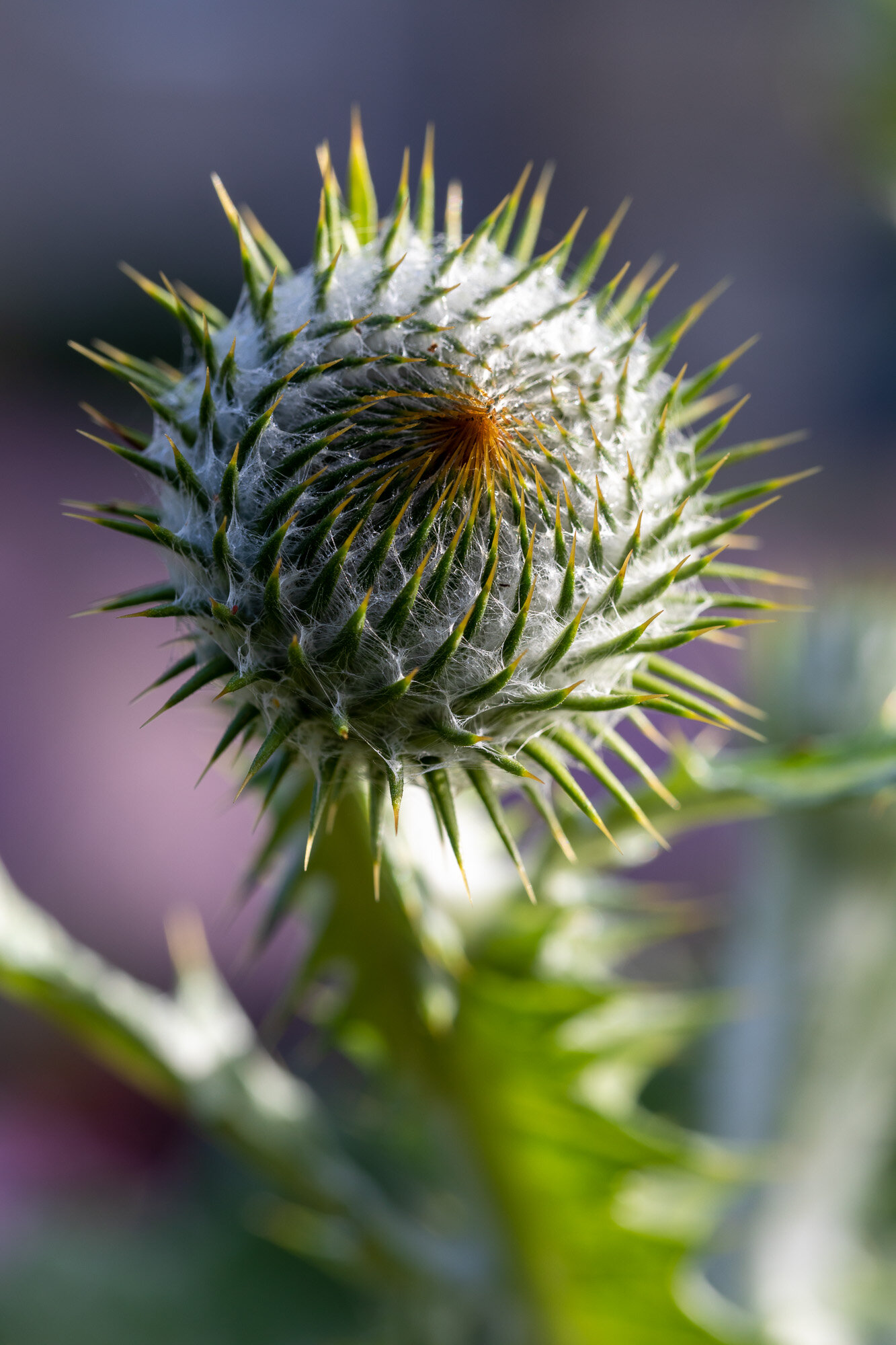 Mothecombe House Garden, Devon Garden Photography