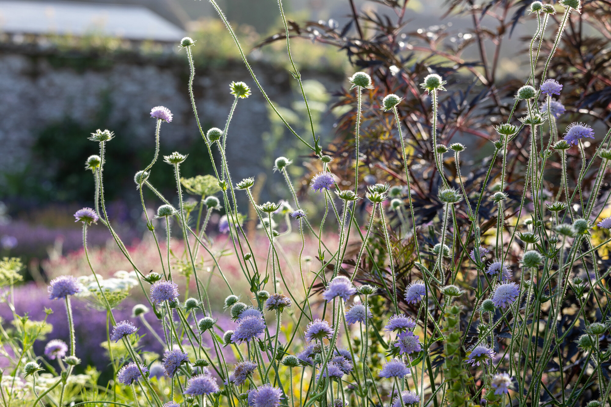 Mothecombe House Gardens, summer.  A bee filled garden designed with nature in mind
