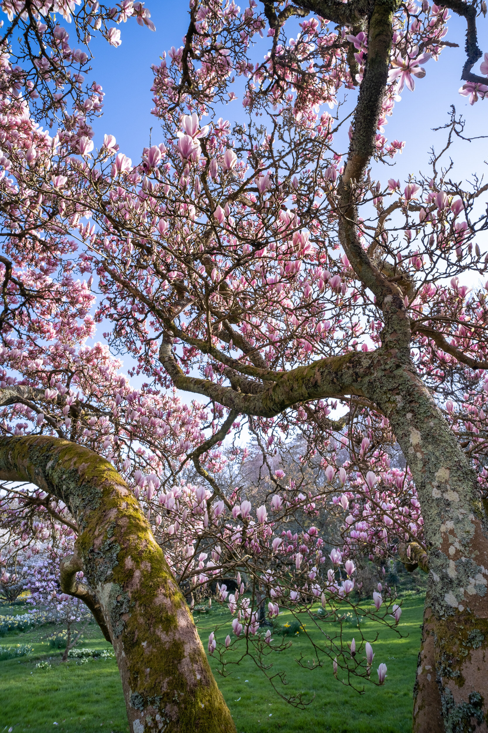  Mothecombe House Gardens, Spring, Devon 