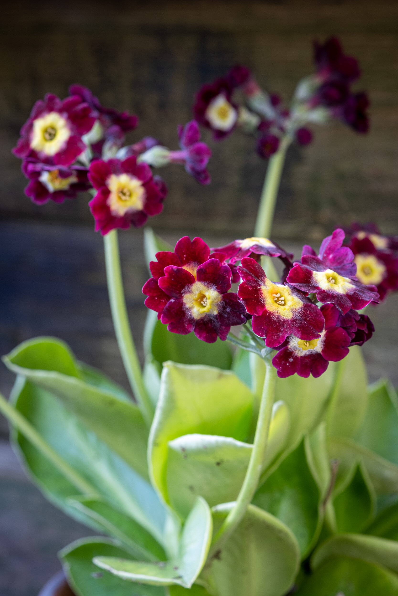  Auricula primrose 