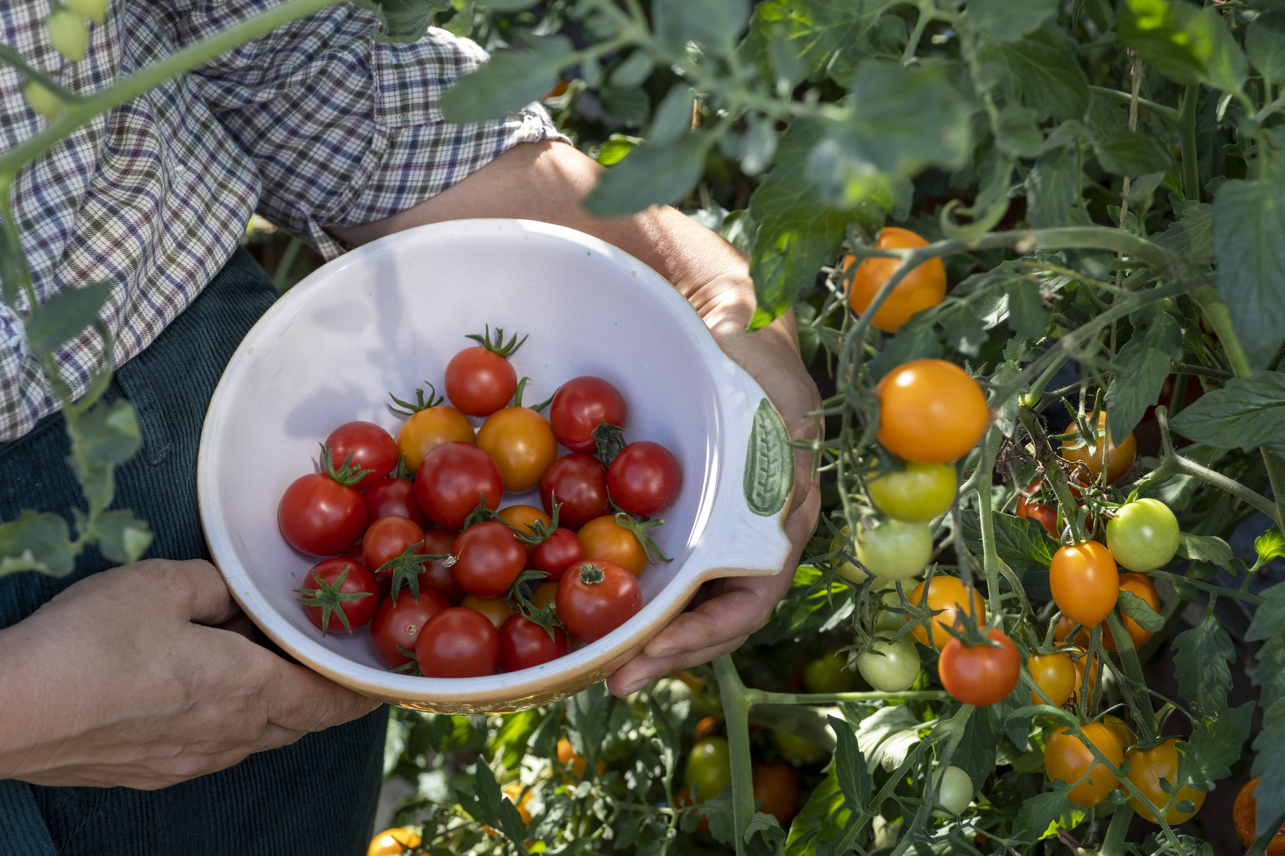 Picking a tomato harvest at Beth Tarling's garden in Cornwall