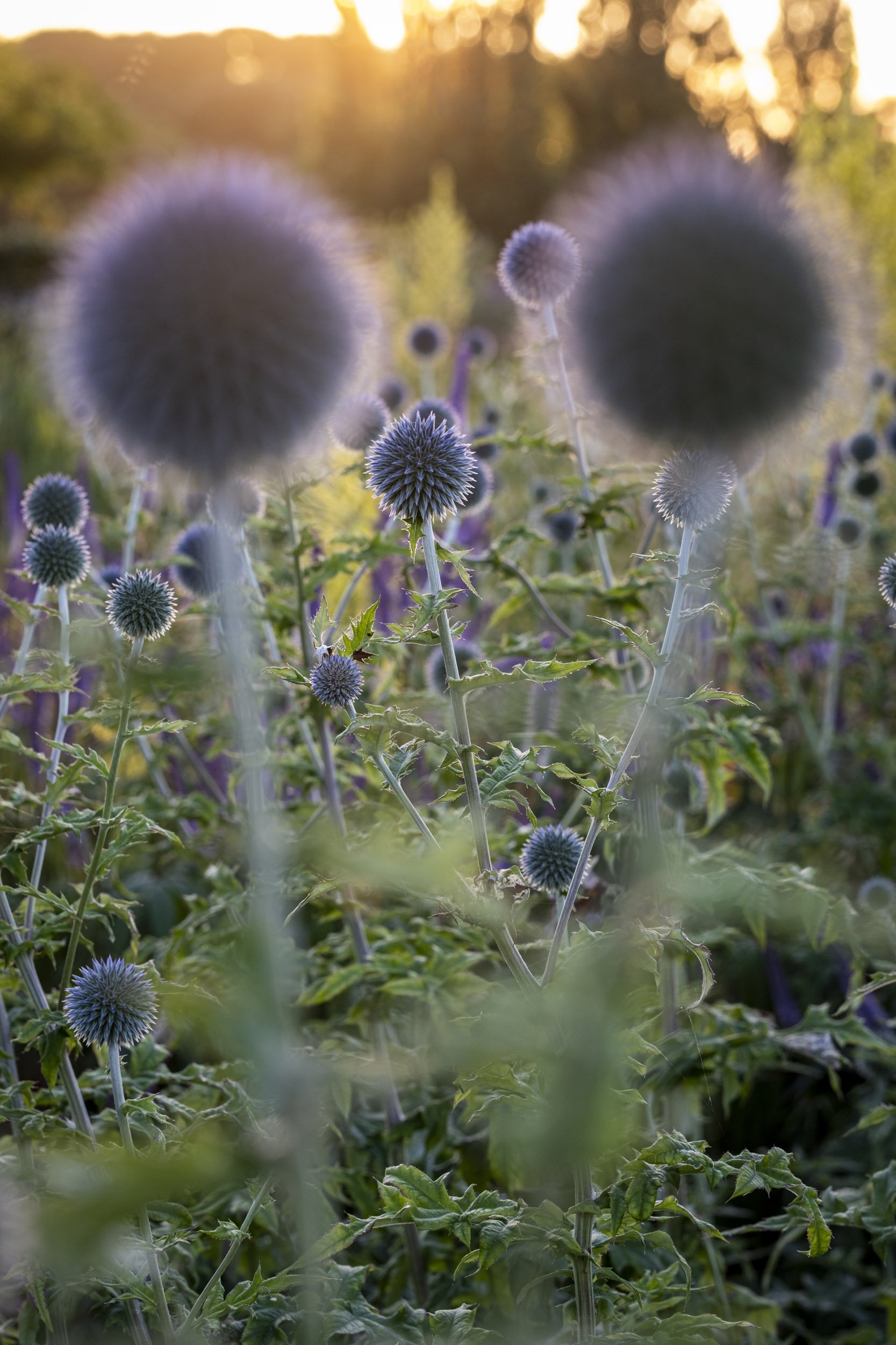 Sarah Mead's garden at Holt Farm, Somerset