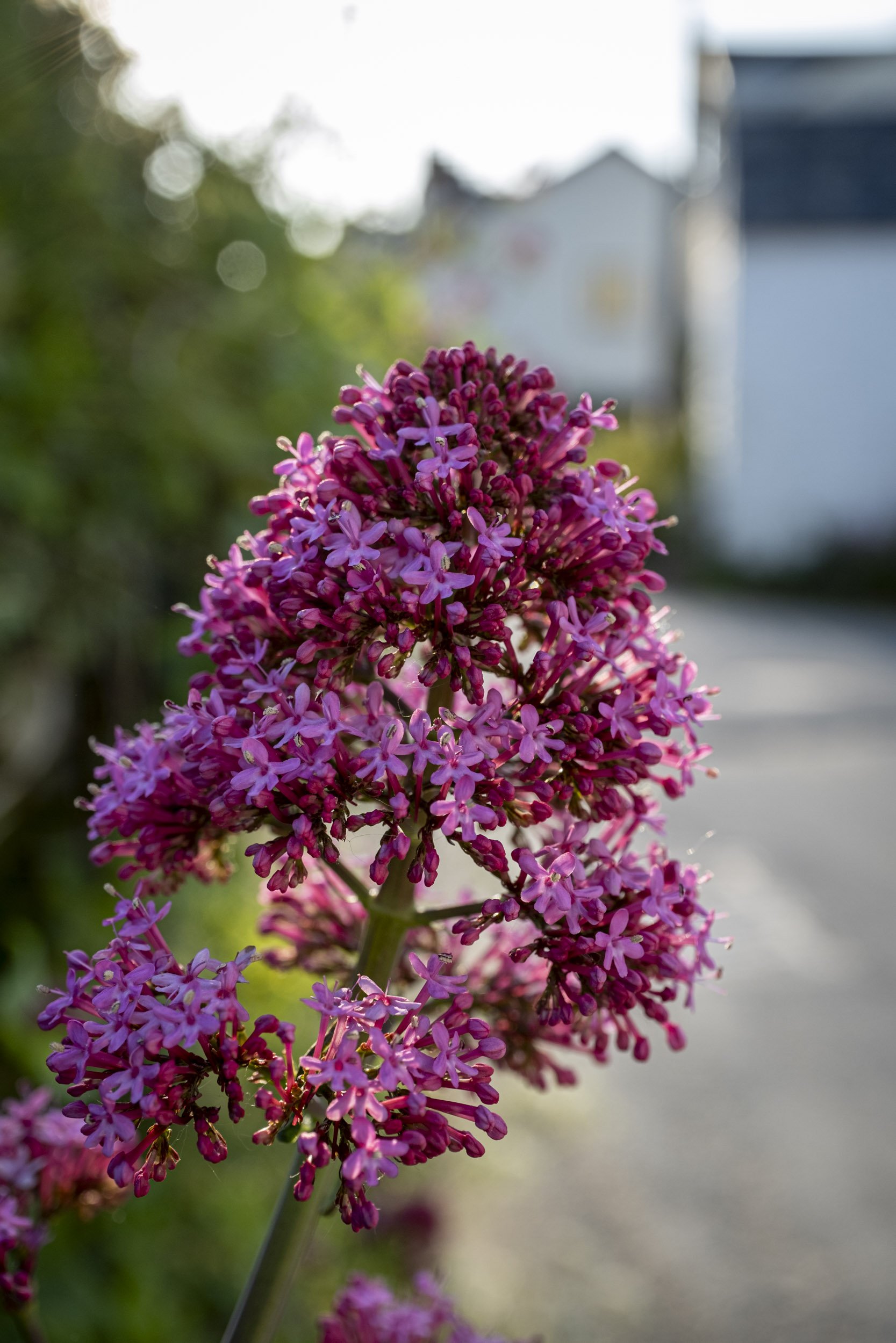 Plant and garden photography in Devon for Pimpernel Press