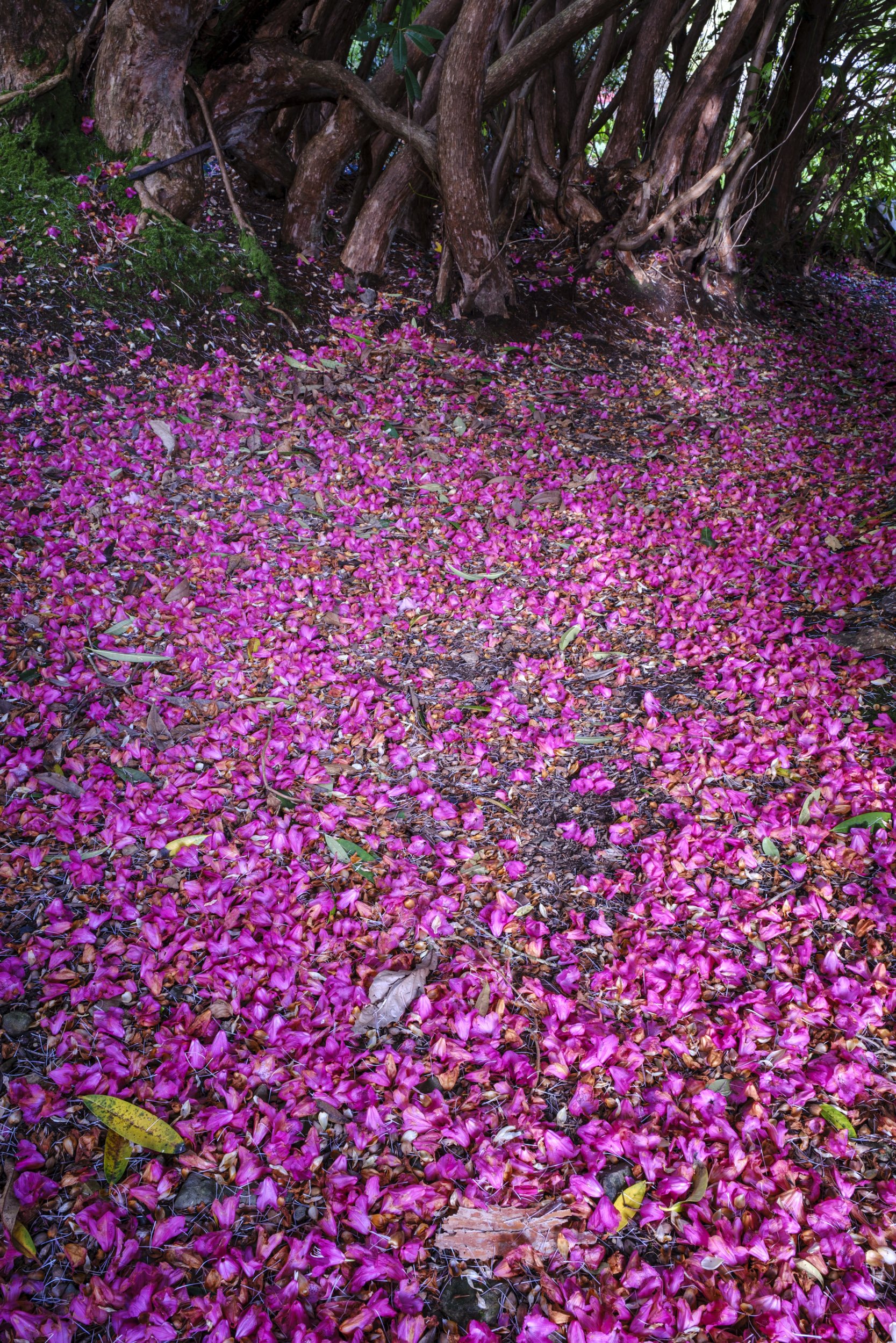 Rhododendron petals at Caerhays Castle in Cornwall