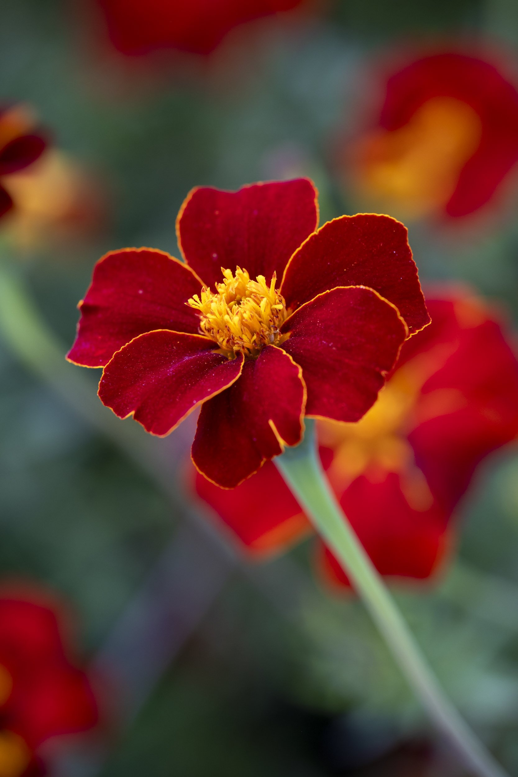 Tagetes 'Cinnabar'