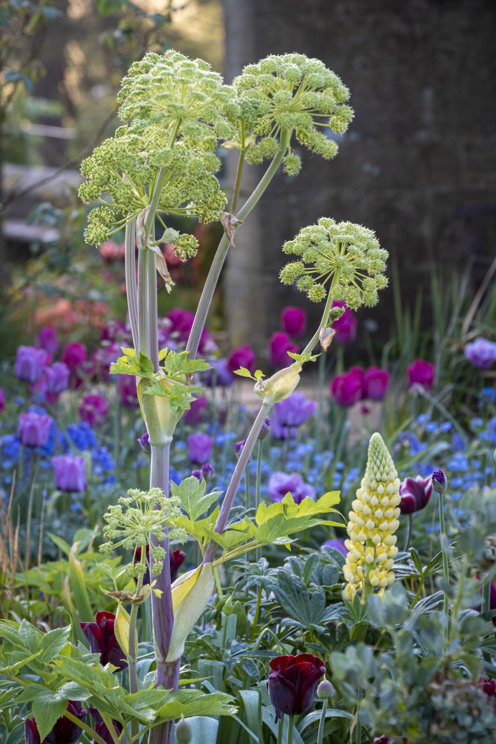 Angelica at Gravetye Manor