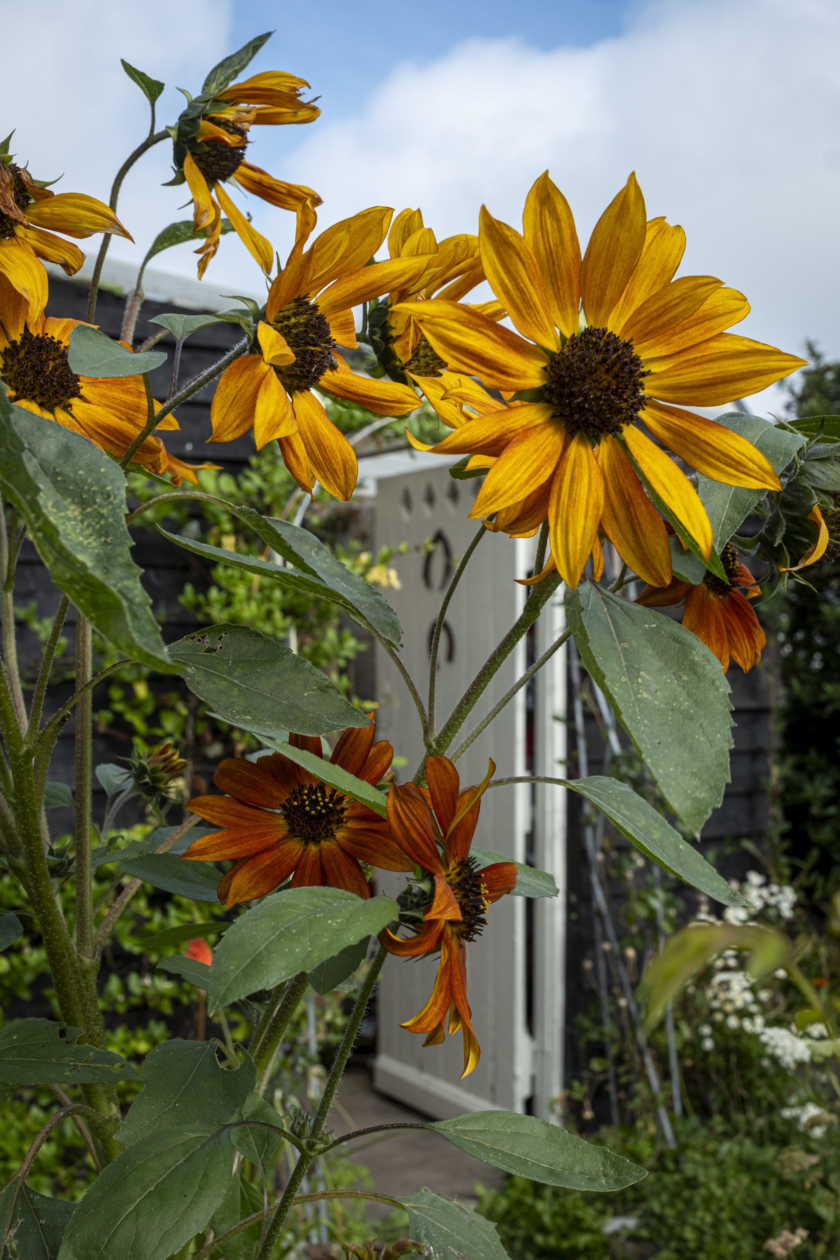 Garden Photography for 'A New Cottage Garden' book to be published 2024