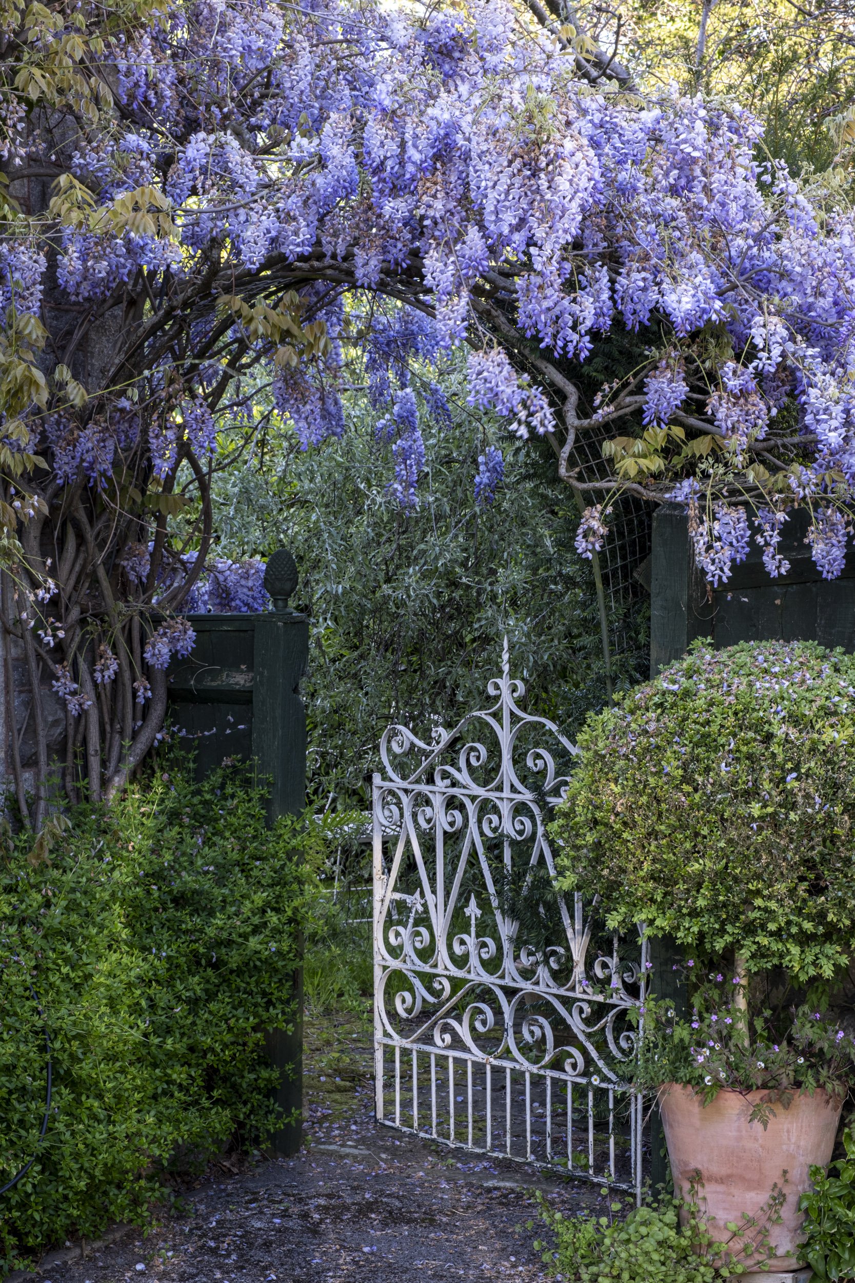 Garden Photography of Wisteria above a metal gate 