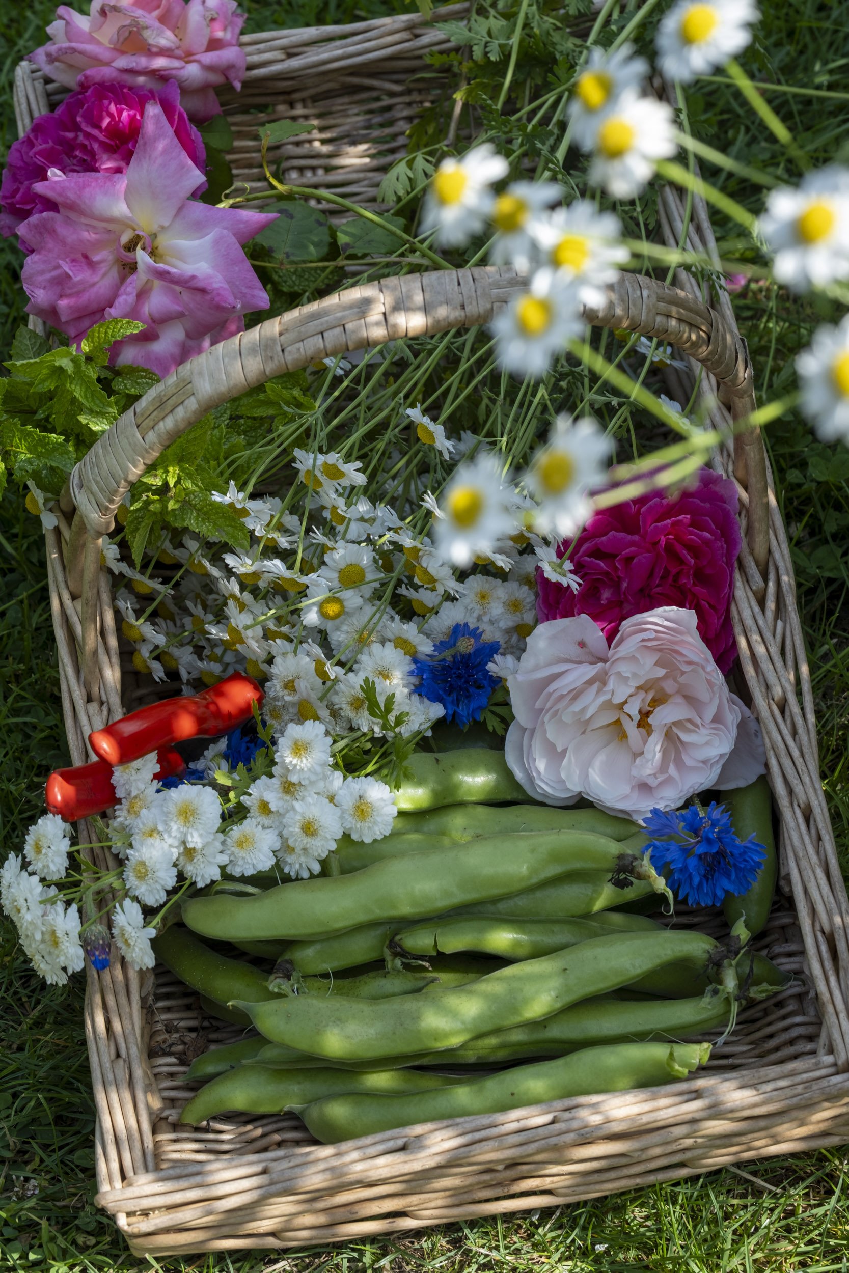 Garden Photography for 'A New Cottage Garden' book to be published 2024