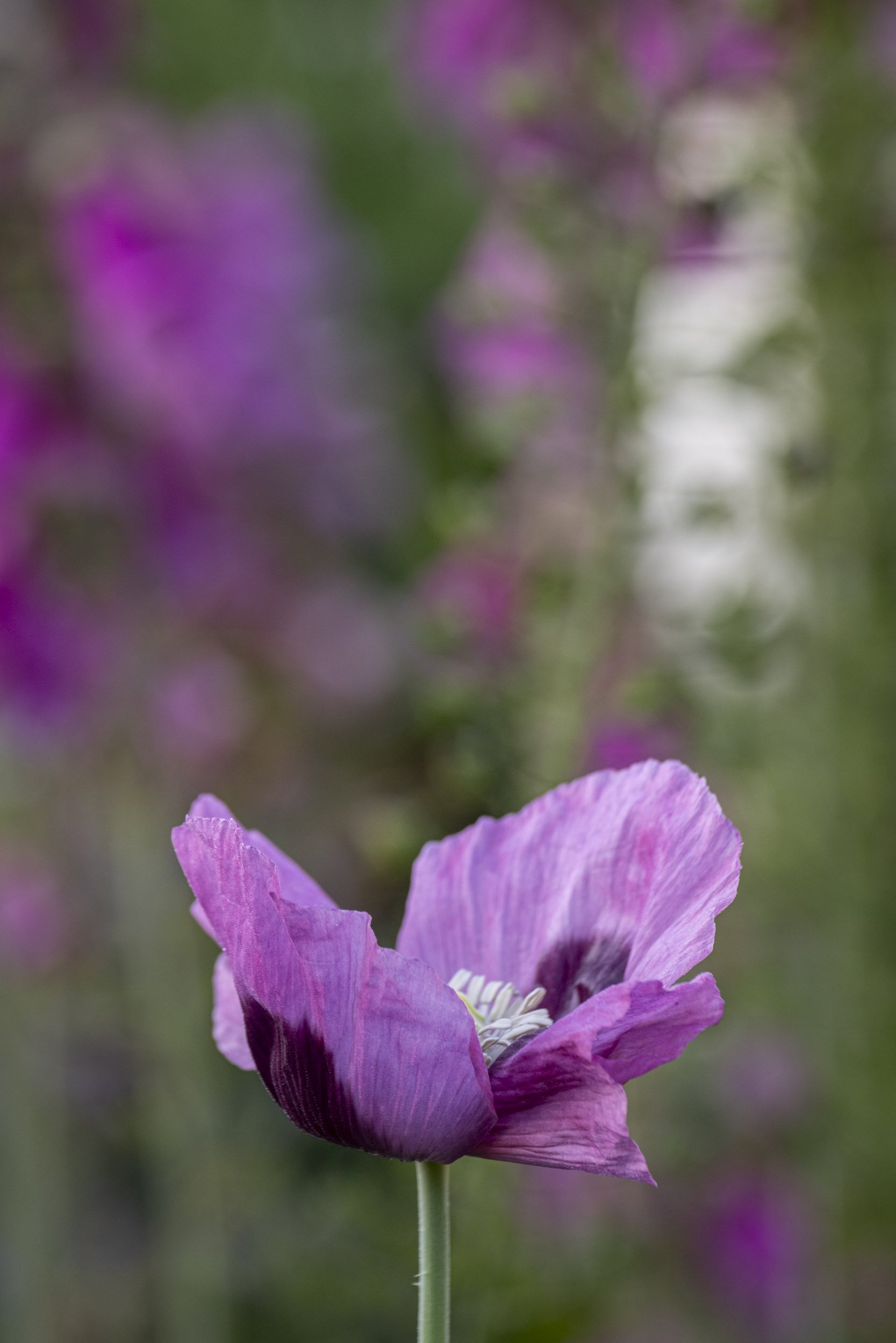 Plant Photography, Papaver somniferum, Opium Poppy
