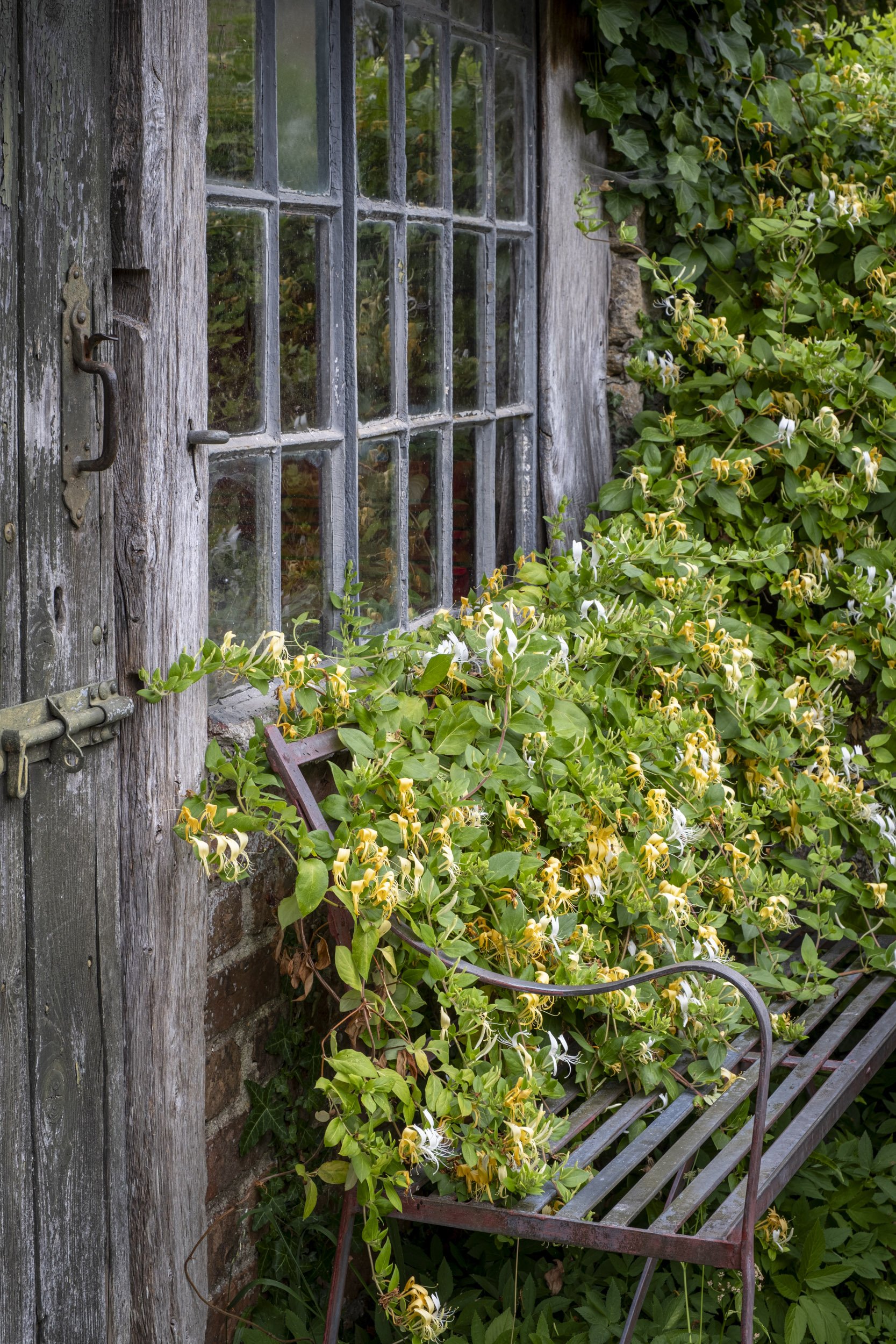 Honeysuckle growing over a bench in a cottage garden