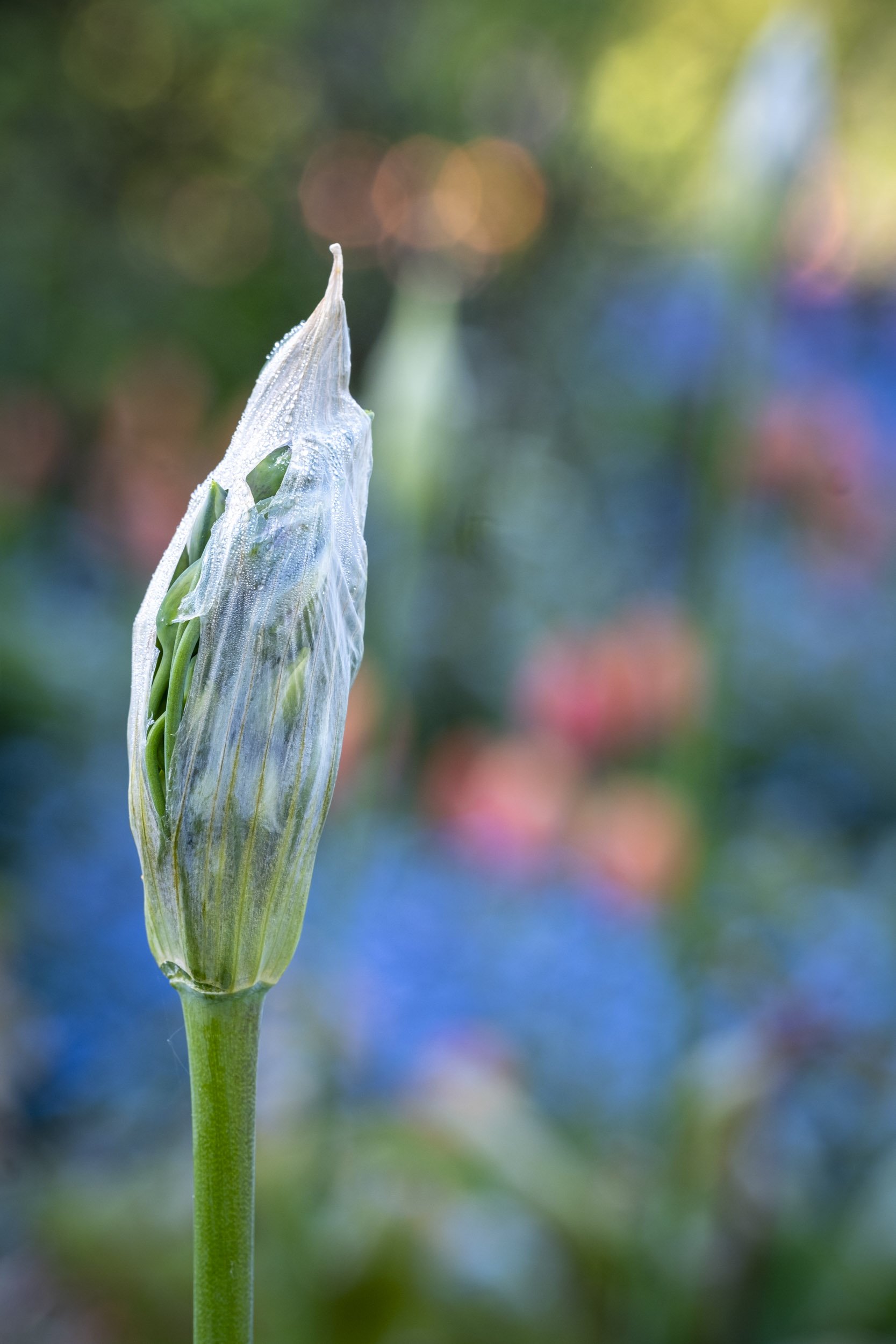 Close up plant photography