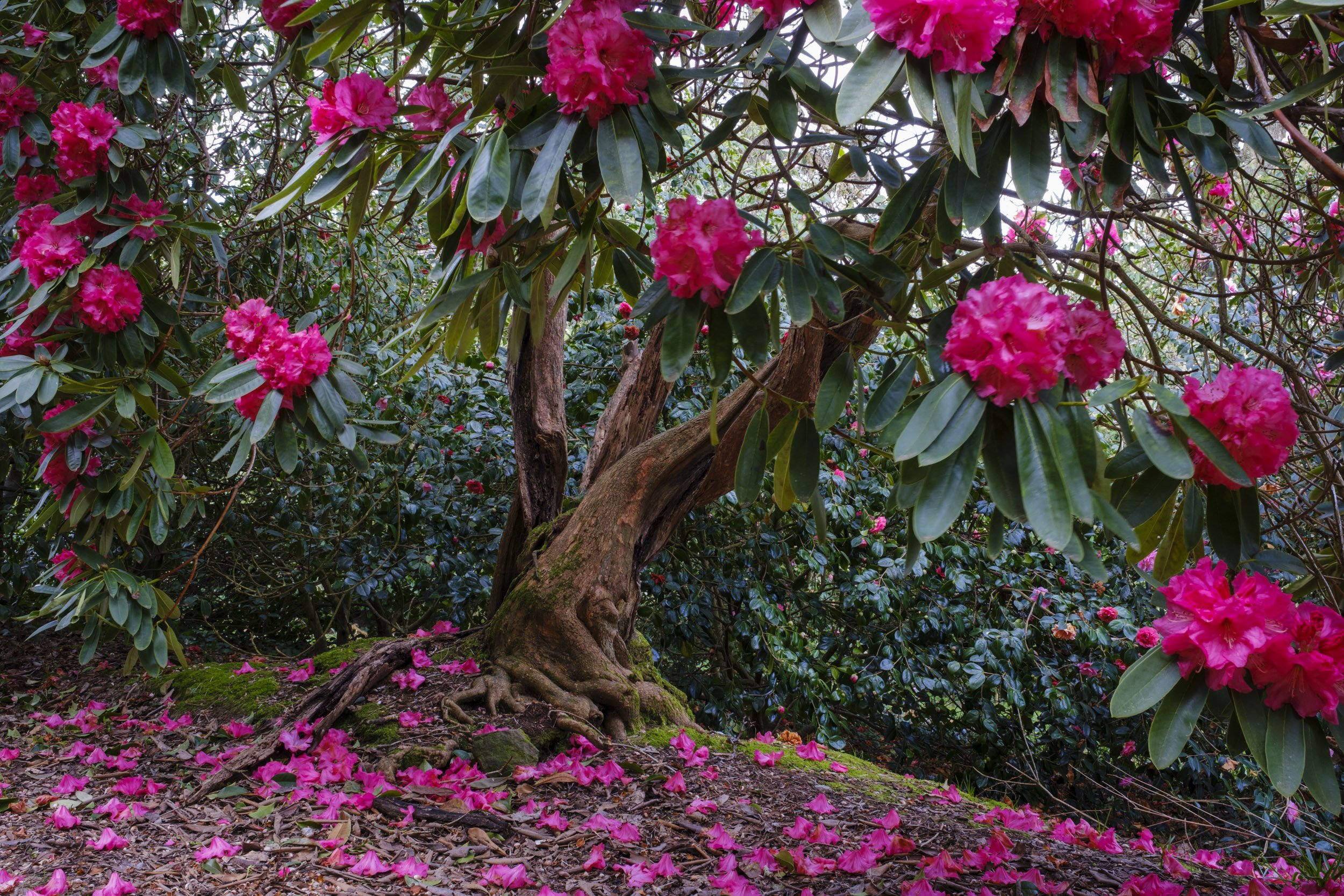 Photography of Rhododendron petals fallen from tree and carpeting the ground