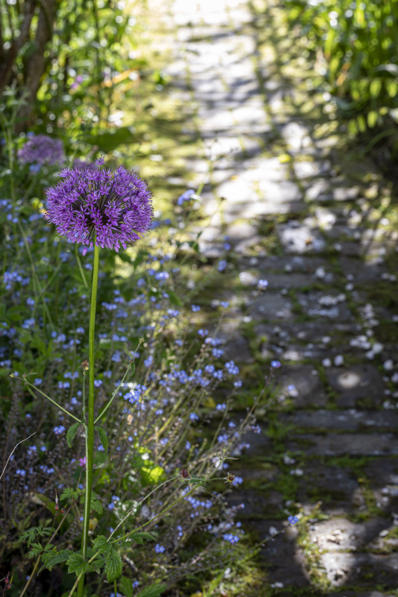 Plant photography at Caervallack in Cornwall