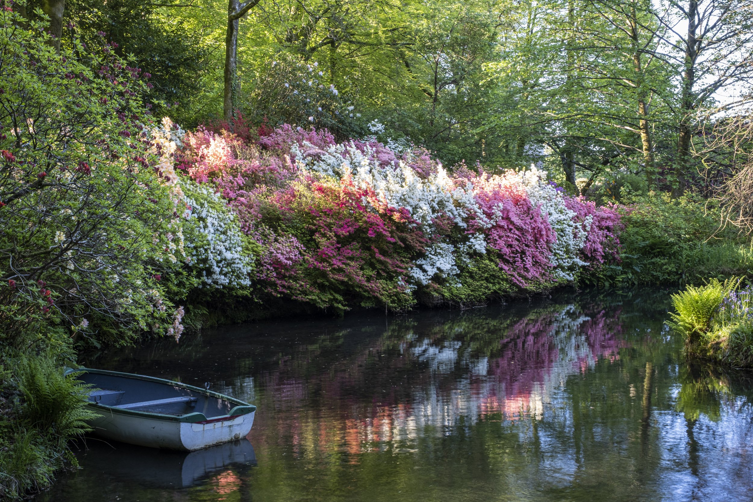 Spring garden in Devon photographed for Country Life Magazine